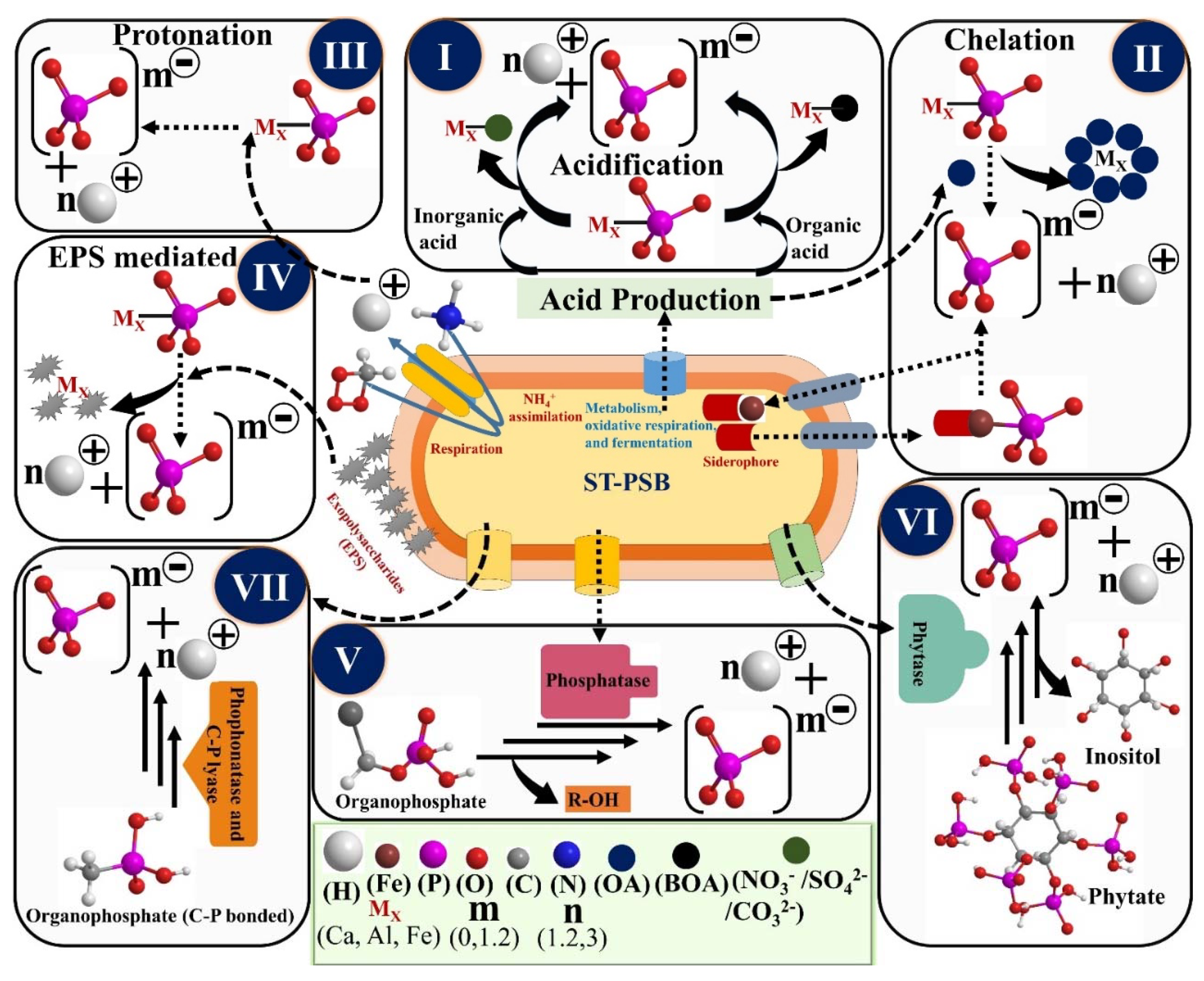 Agronomy 11 01552 g002