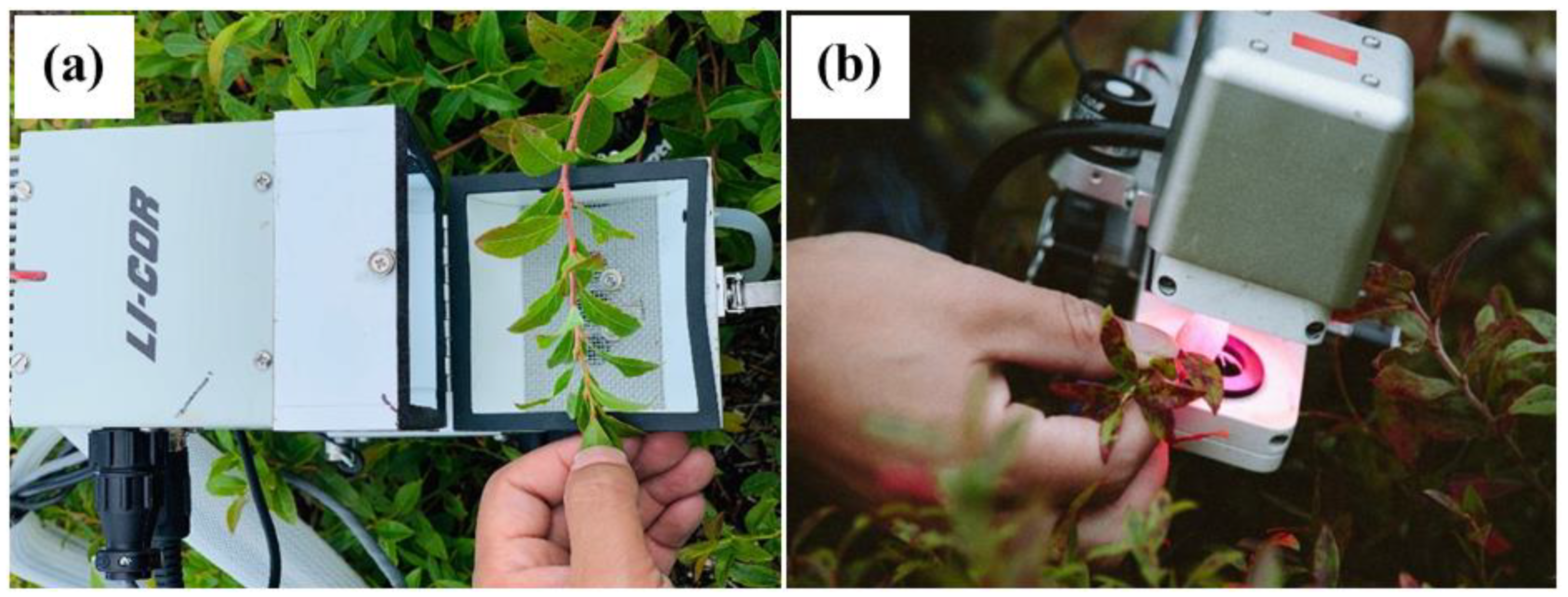 Agronomy 11 01572 g001