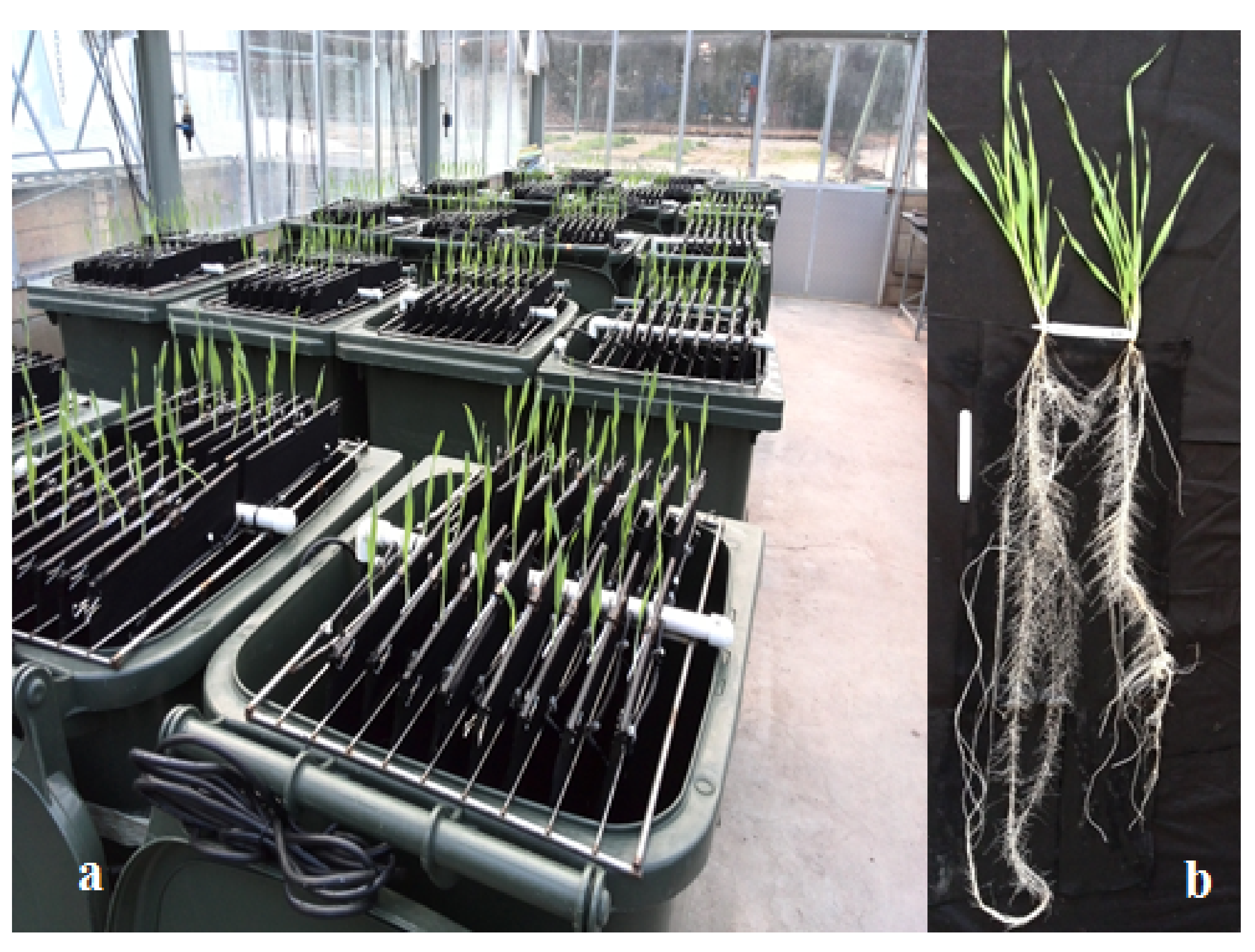 Agronomy 11 01583 g001