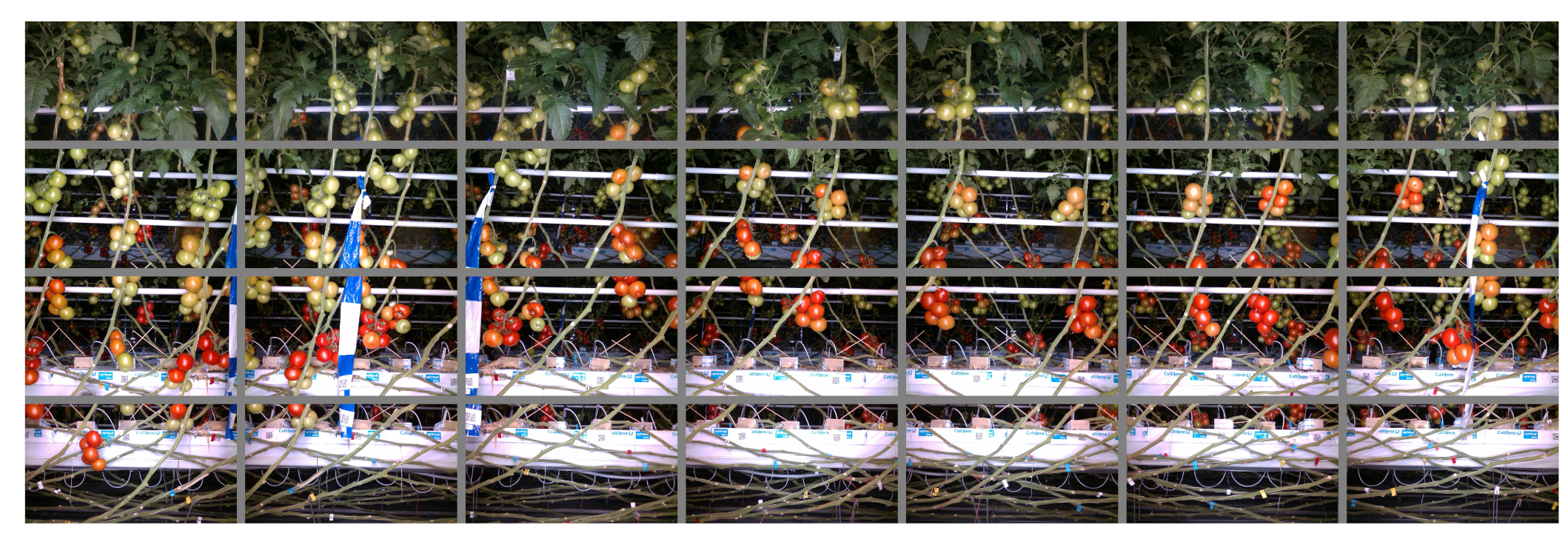 Agronomy 11 01599 g002