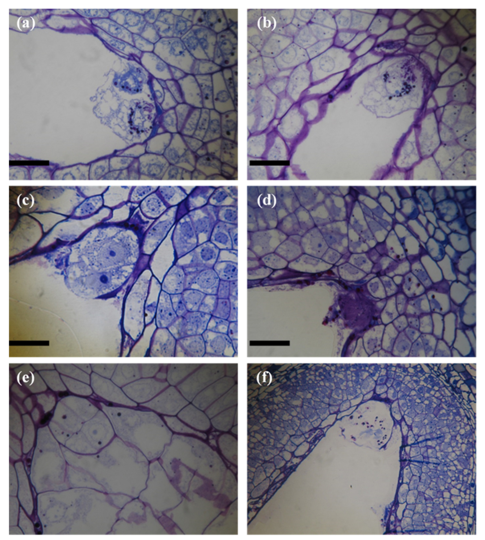 Agronomy 11 01603 g003