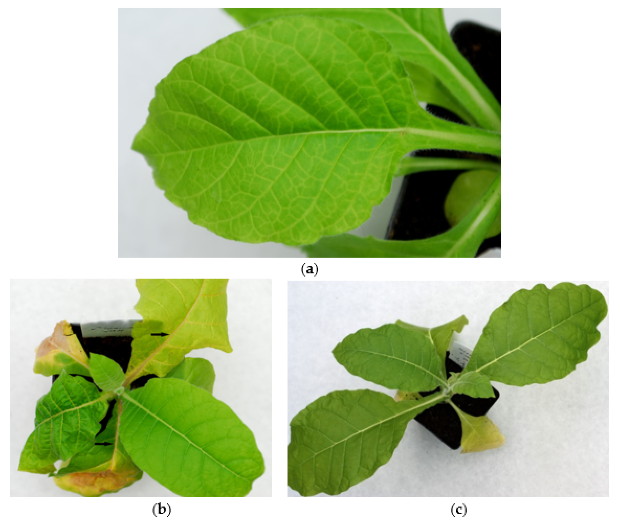 Agronomy 11 01617 g001