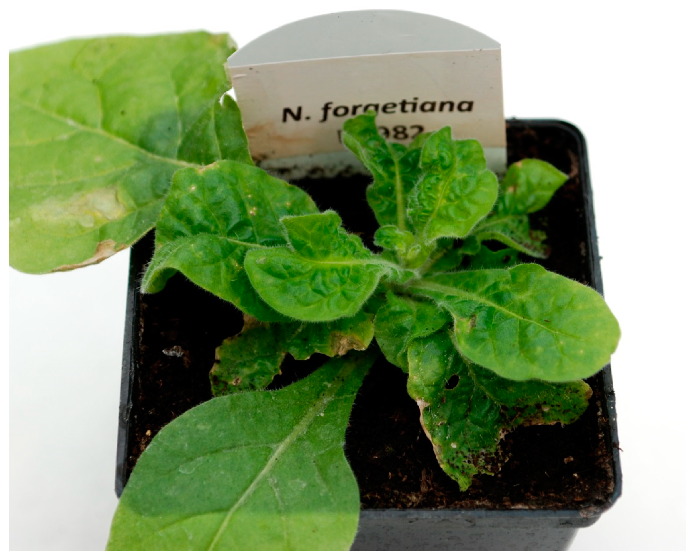 Agronomy 11 01617 g005