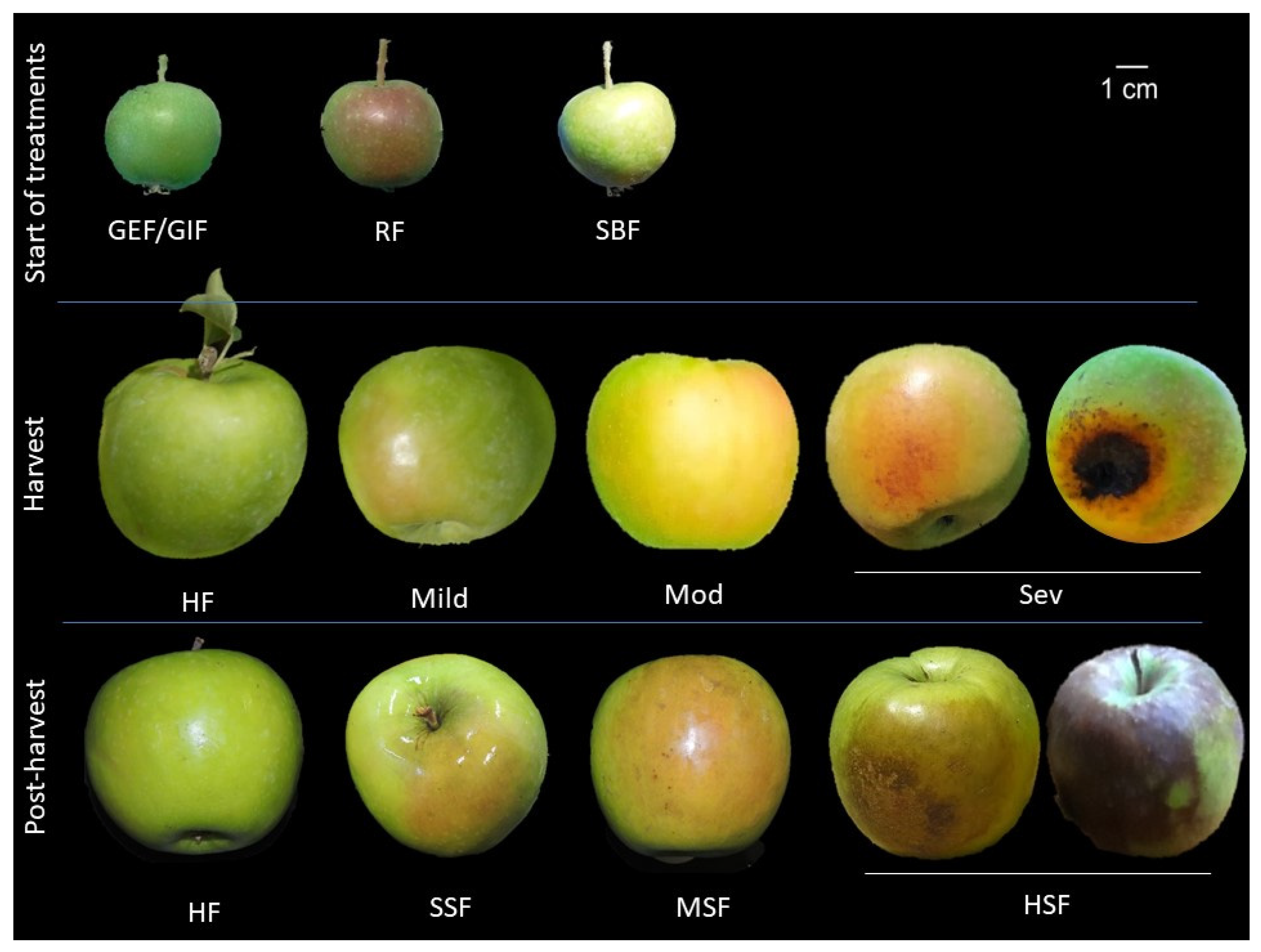 Agronomy 11 01618 g001
