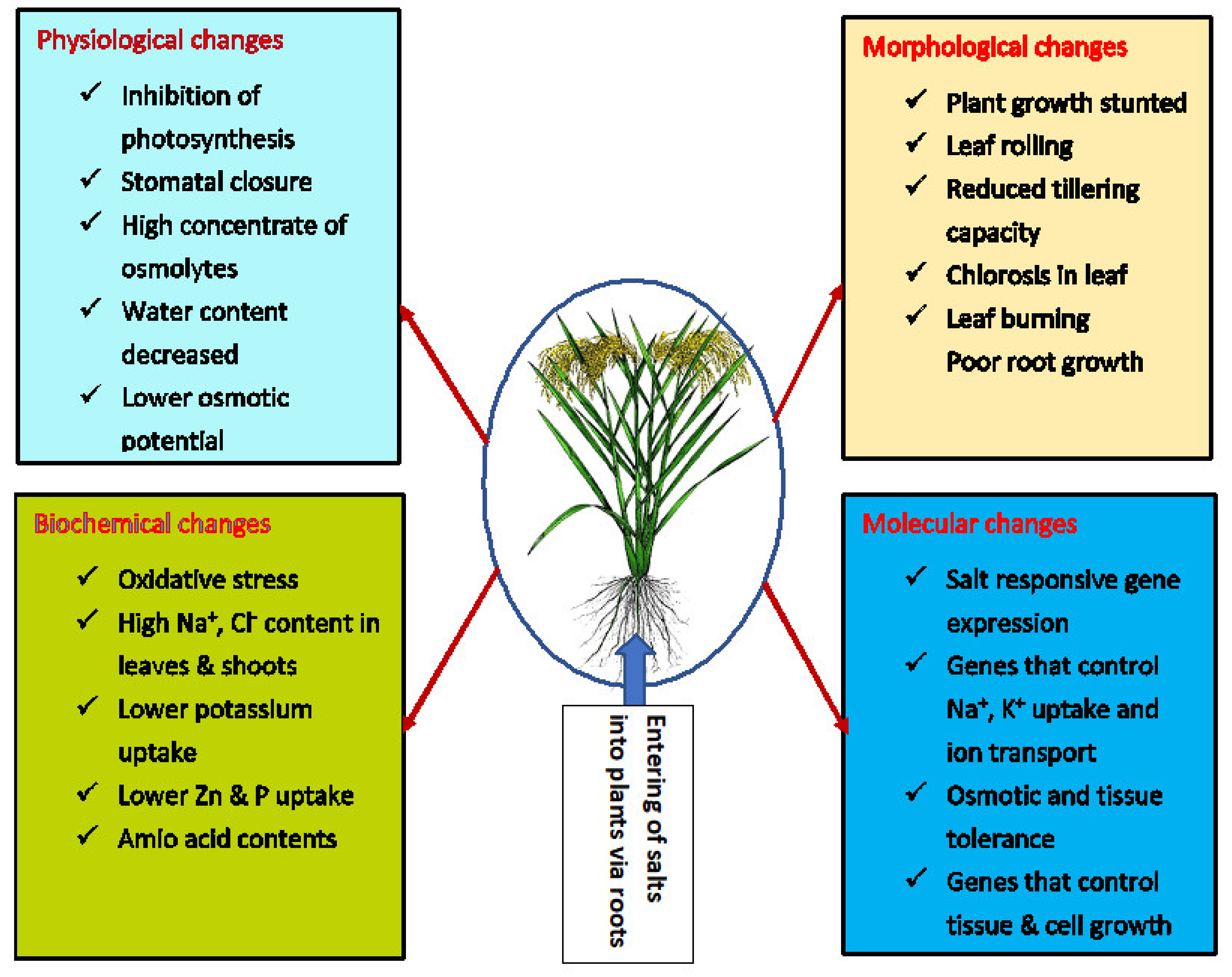 Agronomy 11 01631 g001