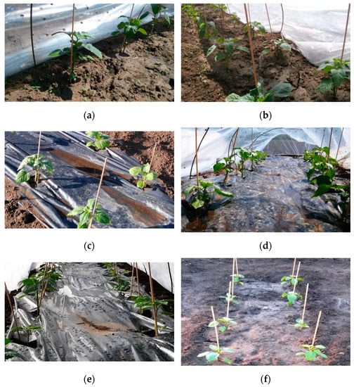 Agronomy 11 01742 g001