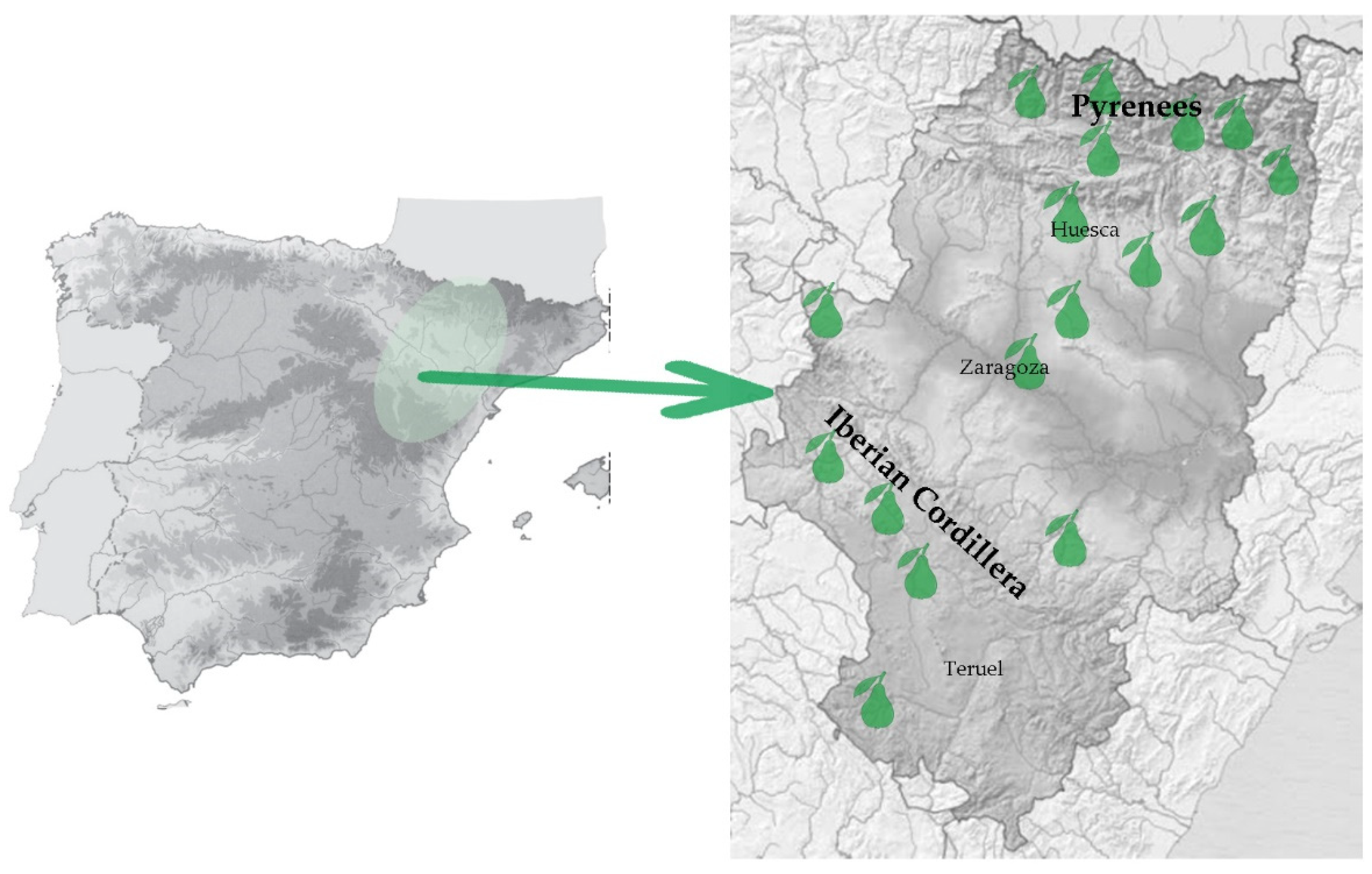 Agronomy 11 01778 g001