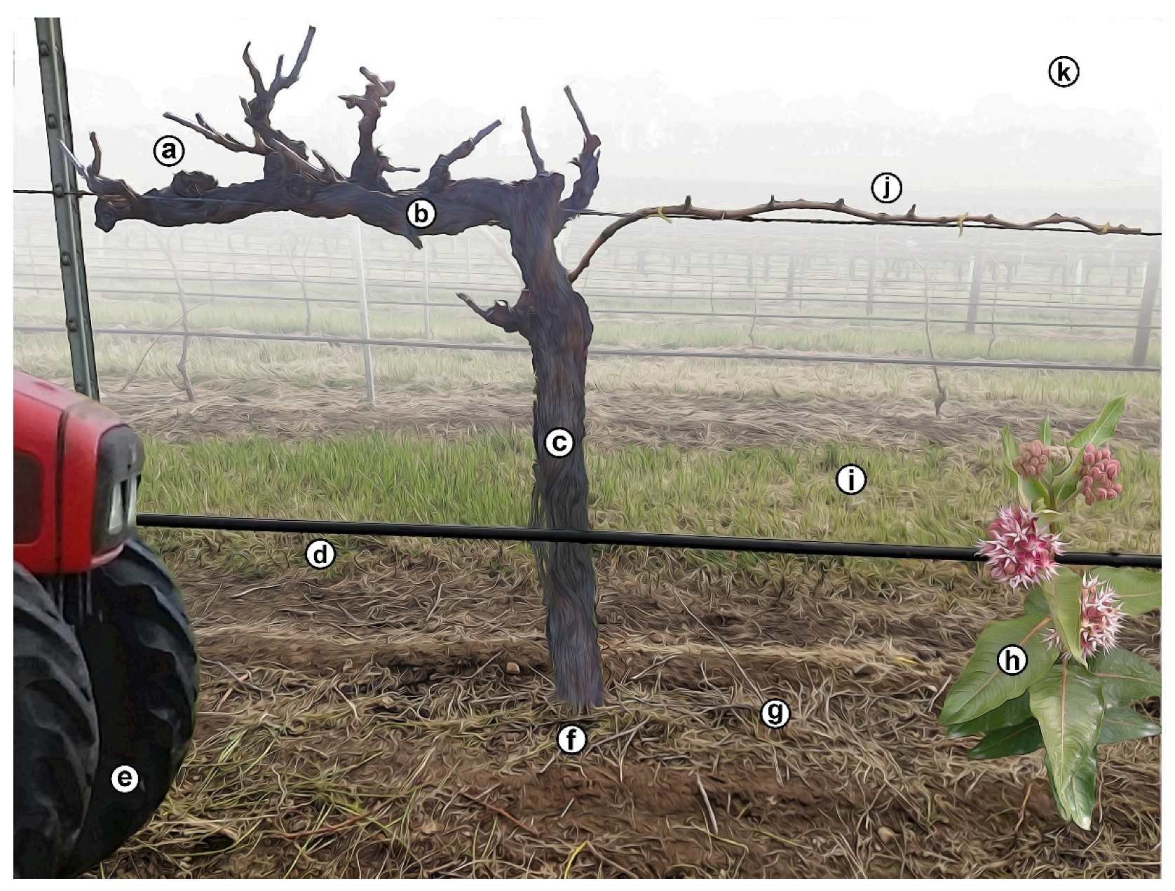 Agronomy 11 01811 g001