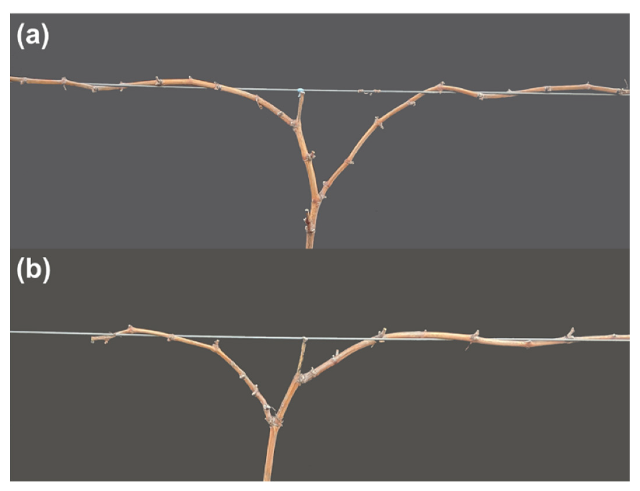 Agronomy 11 01811 g002