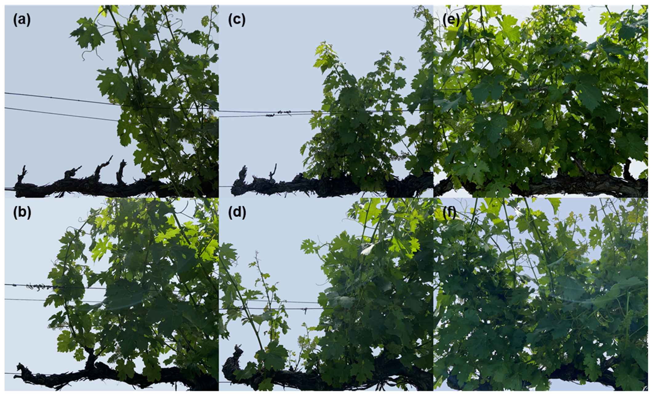 Agronomy 11 01811 g003