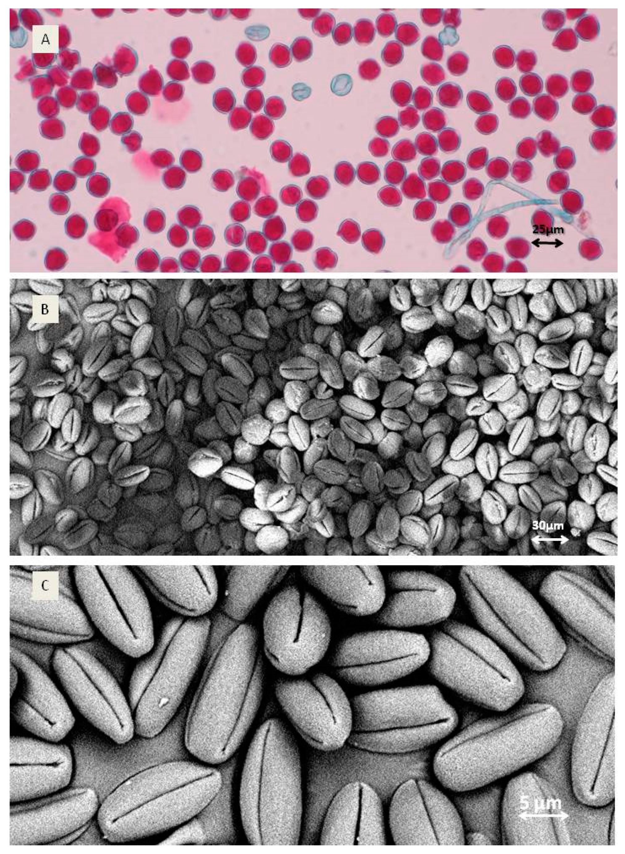 Agronomy 11 01814 g002