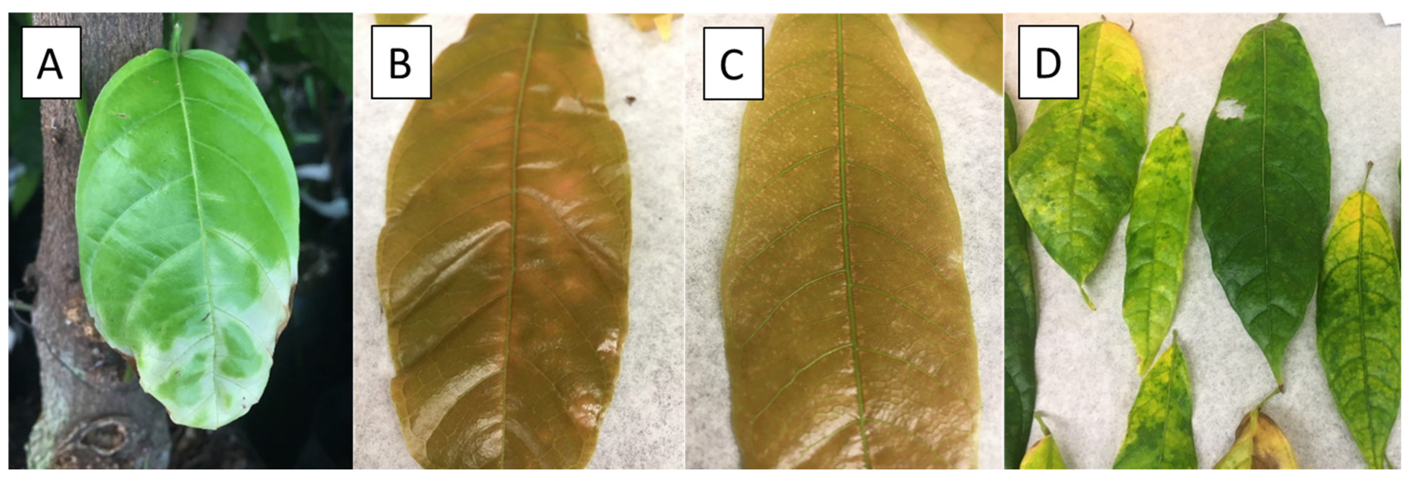 Agronomy 11 01842 g001