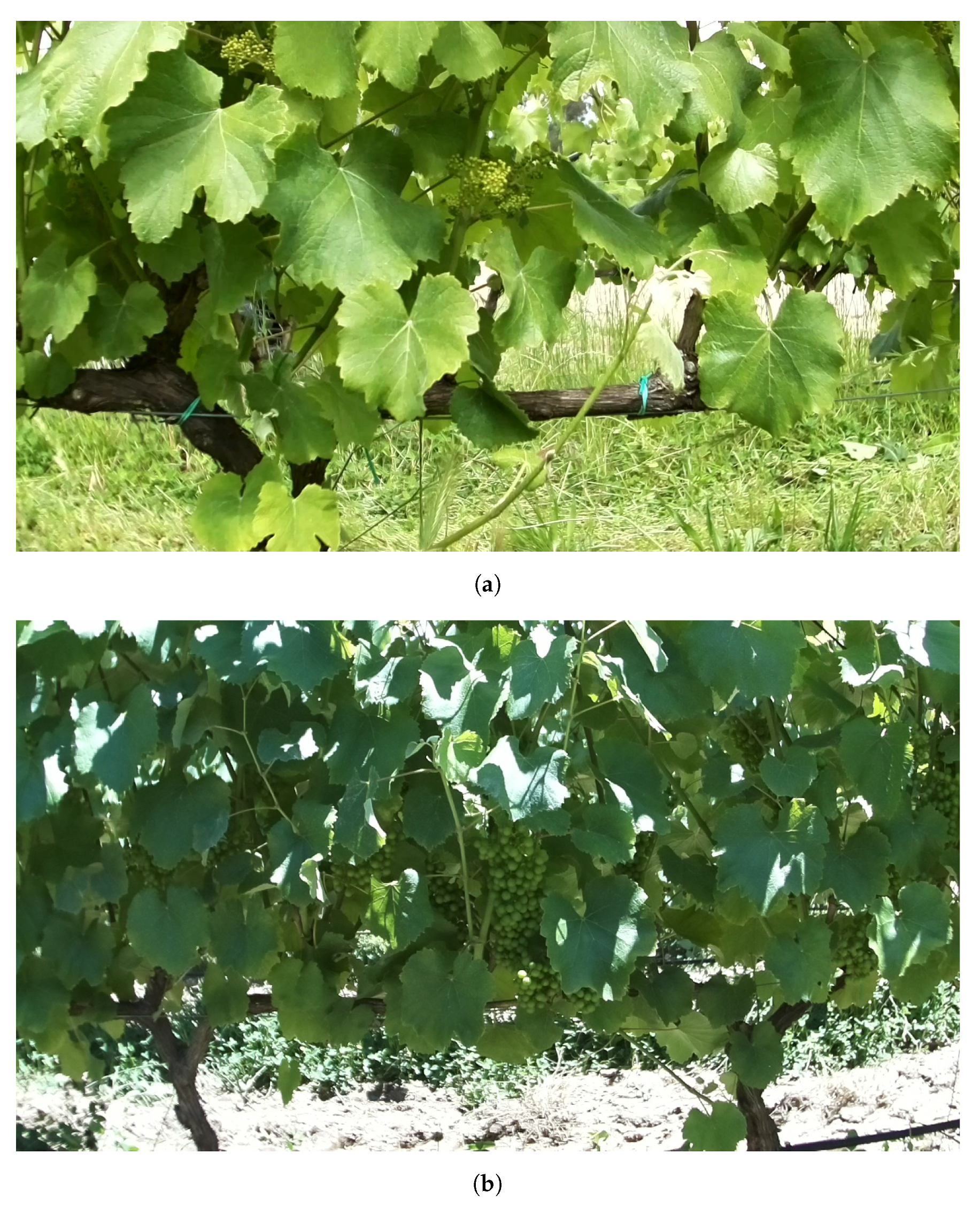 Agronomy 11 01890 g003