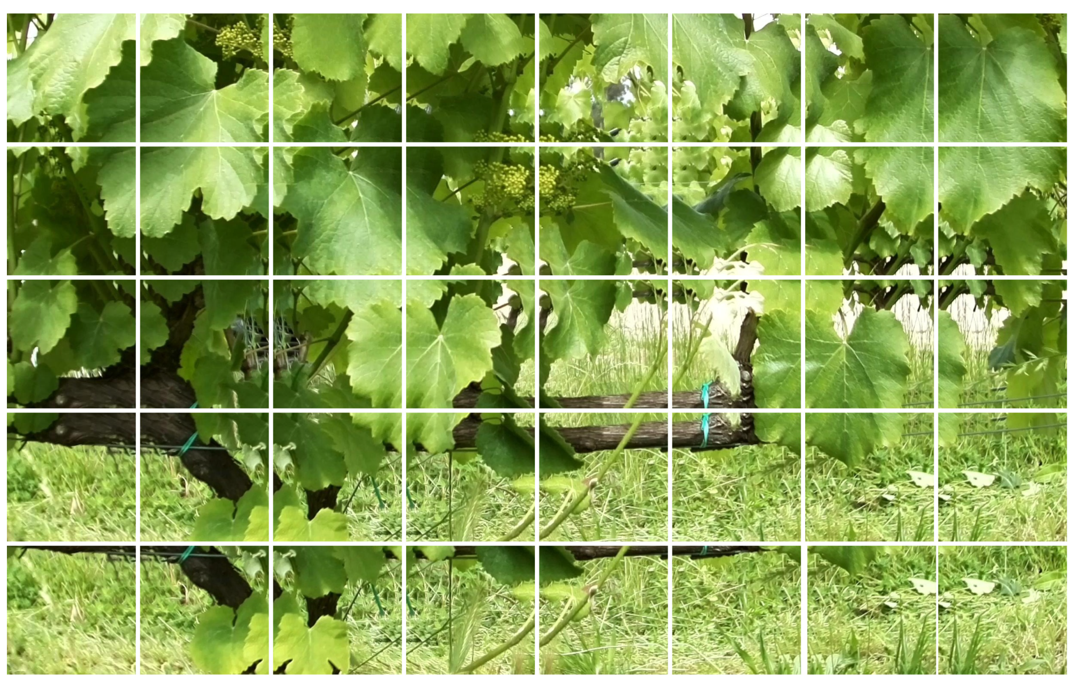 Agronomy 11 01890 g005