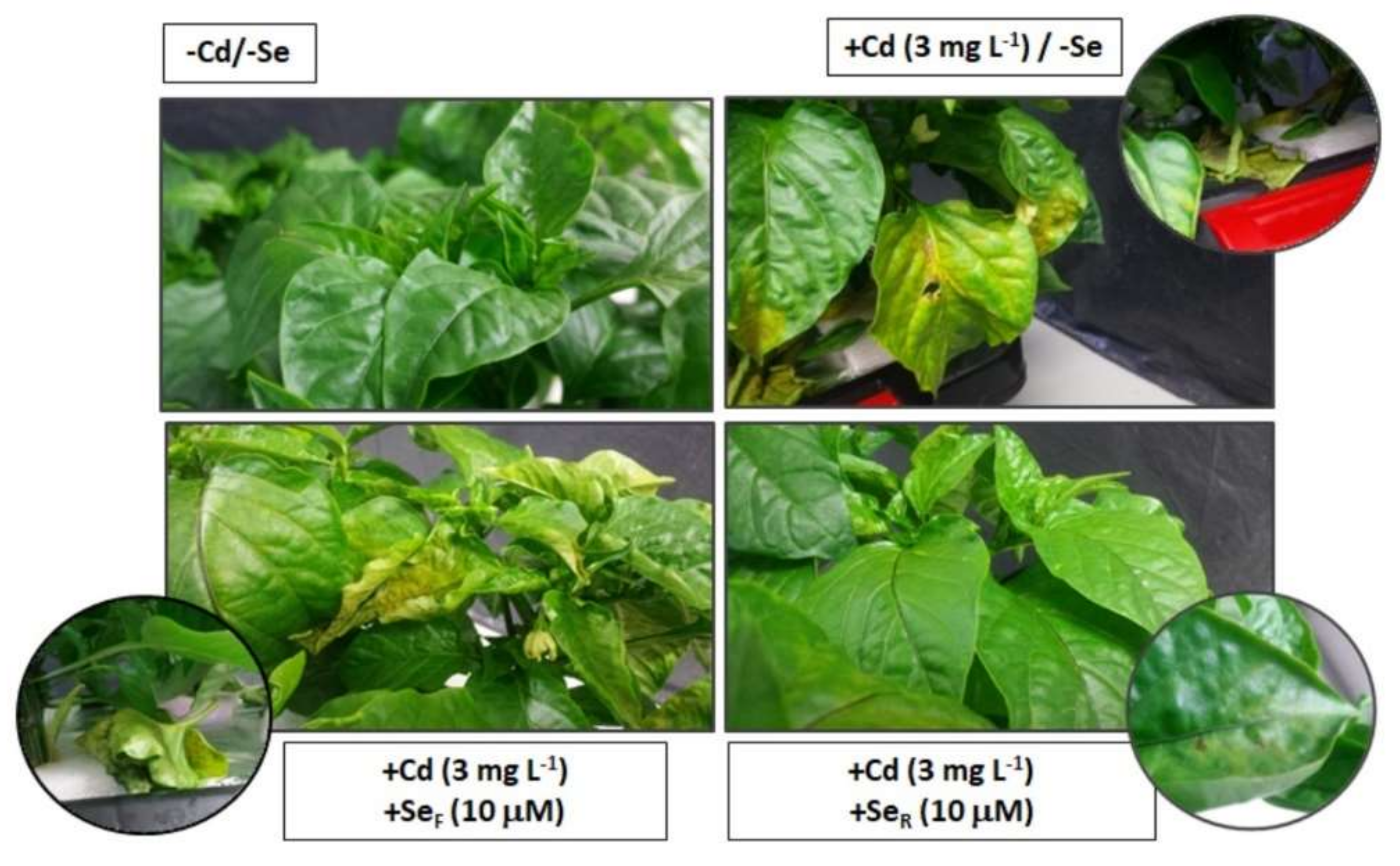 Agronomy 11 01905 g006