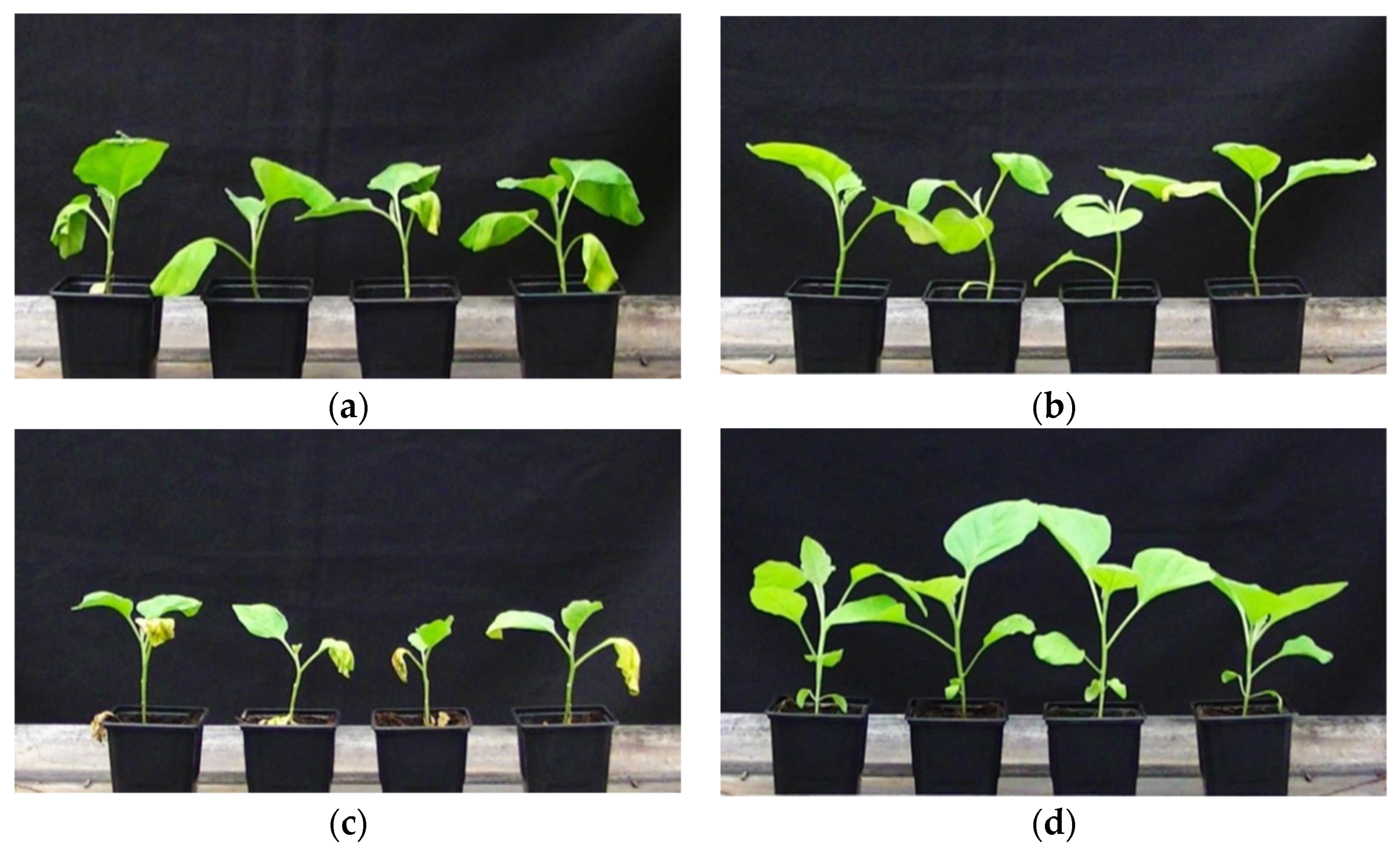 Agronomy 11 01946 g001