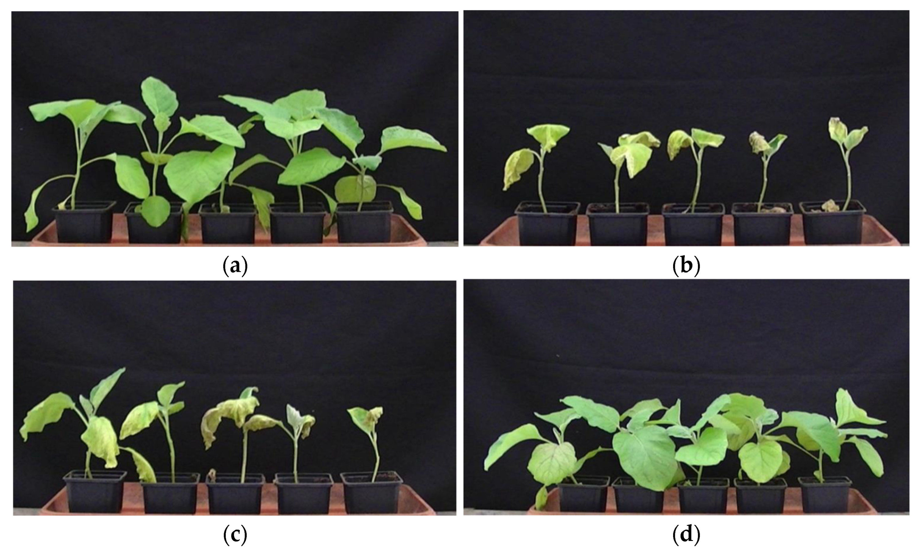 Agronomy 11 01946 g006