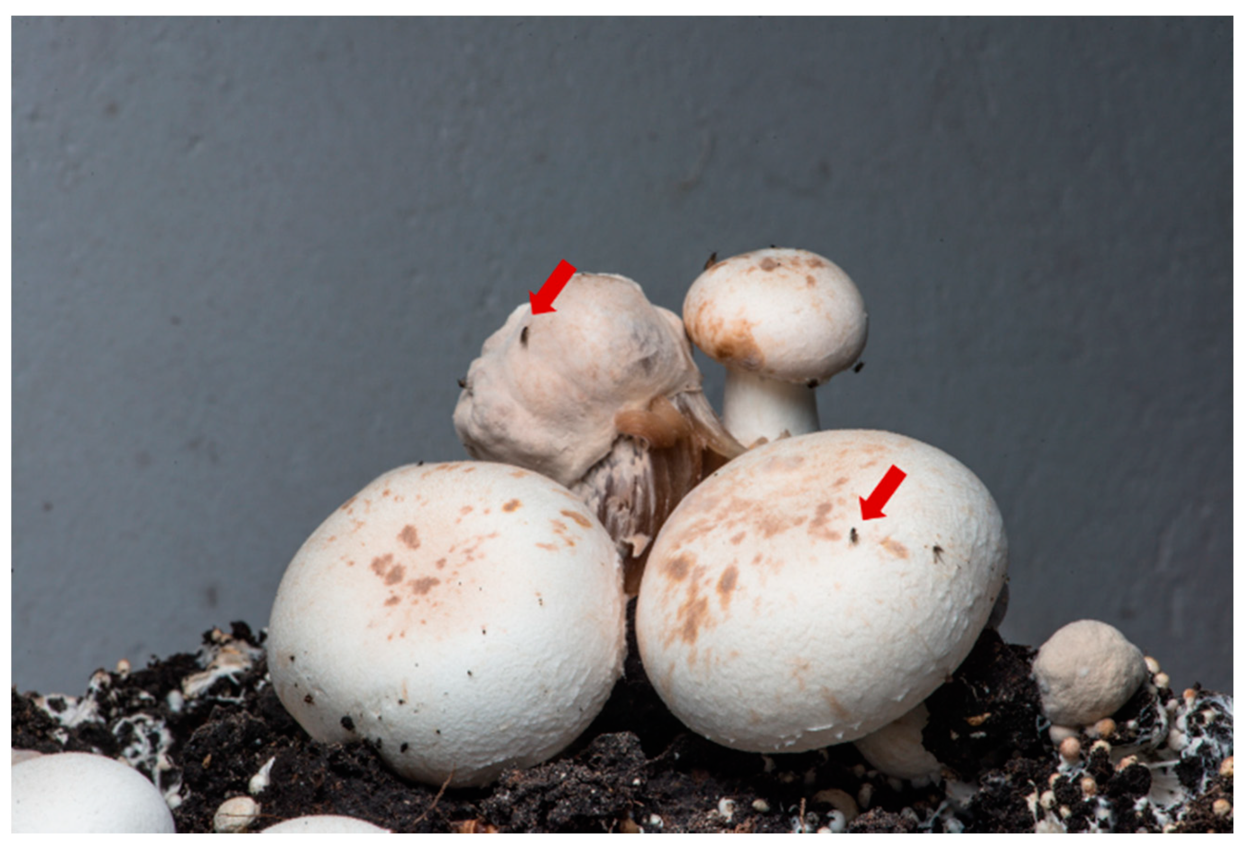 Agronomy 11 01958 g001