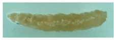 Agronomy 11 01958 i001