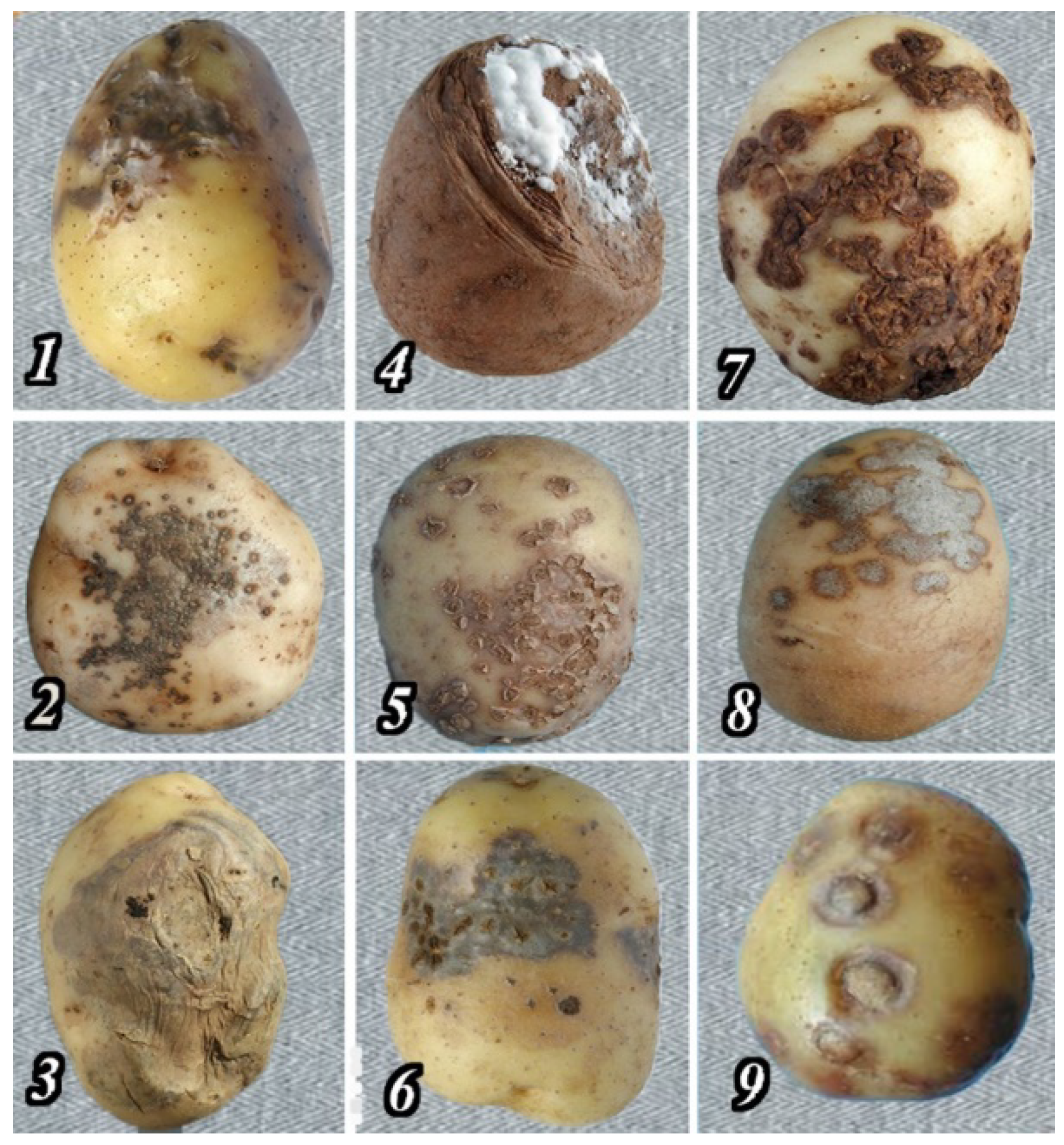 Agronomy 11 01980 g001