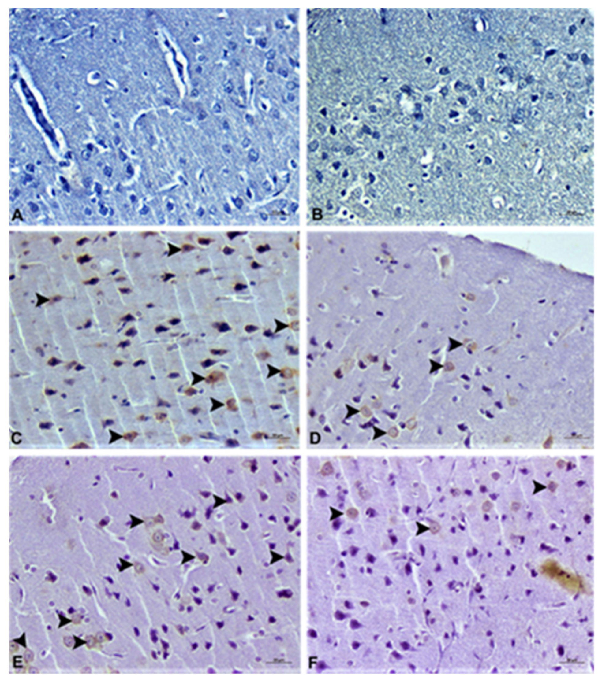 Agronomy 11 02003 g002