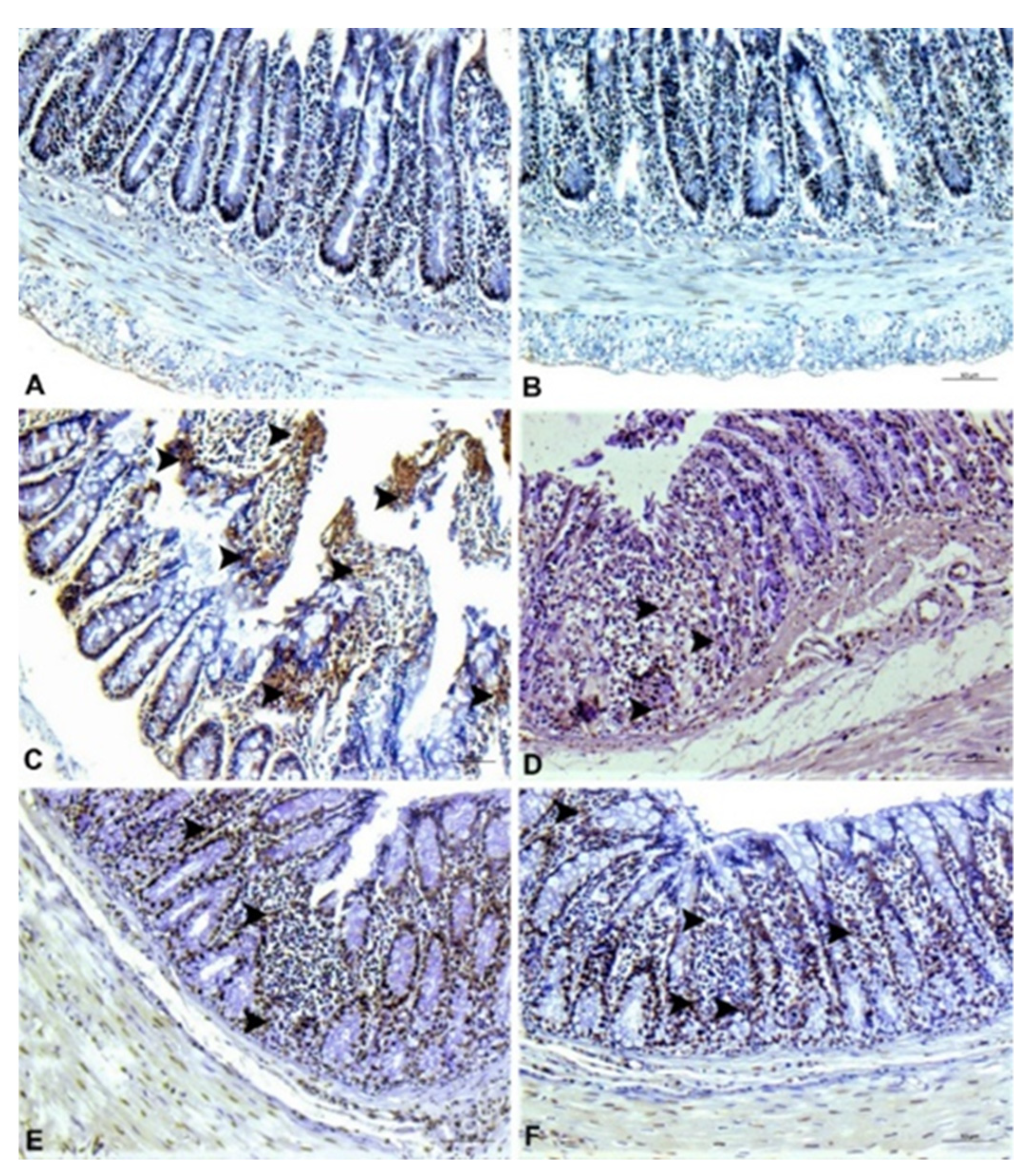 Agronomy 11 02003 g007