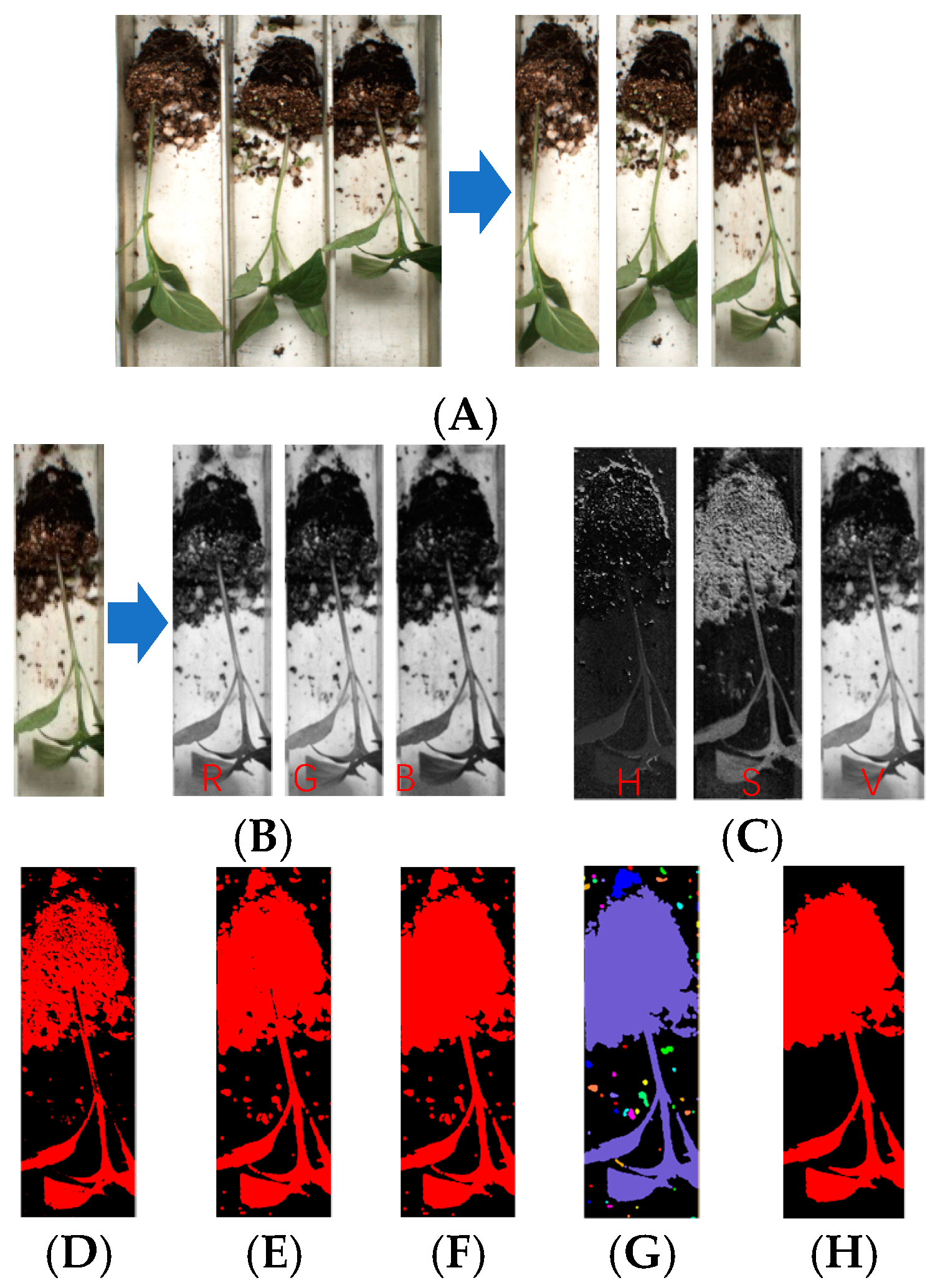 Agronomy 11 02031 g005