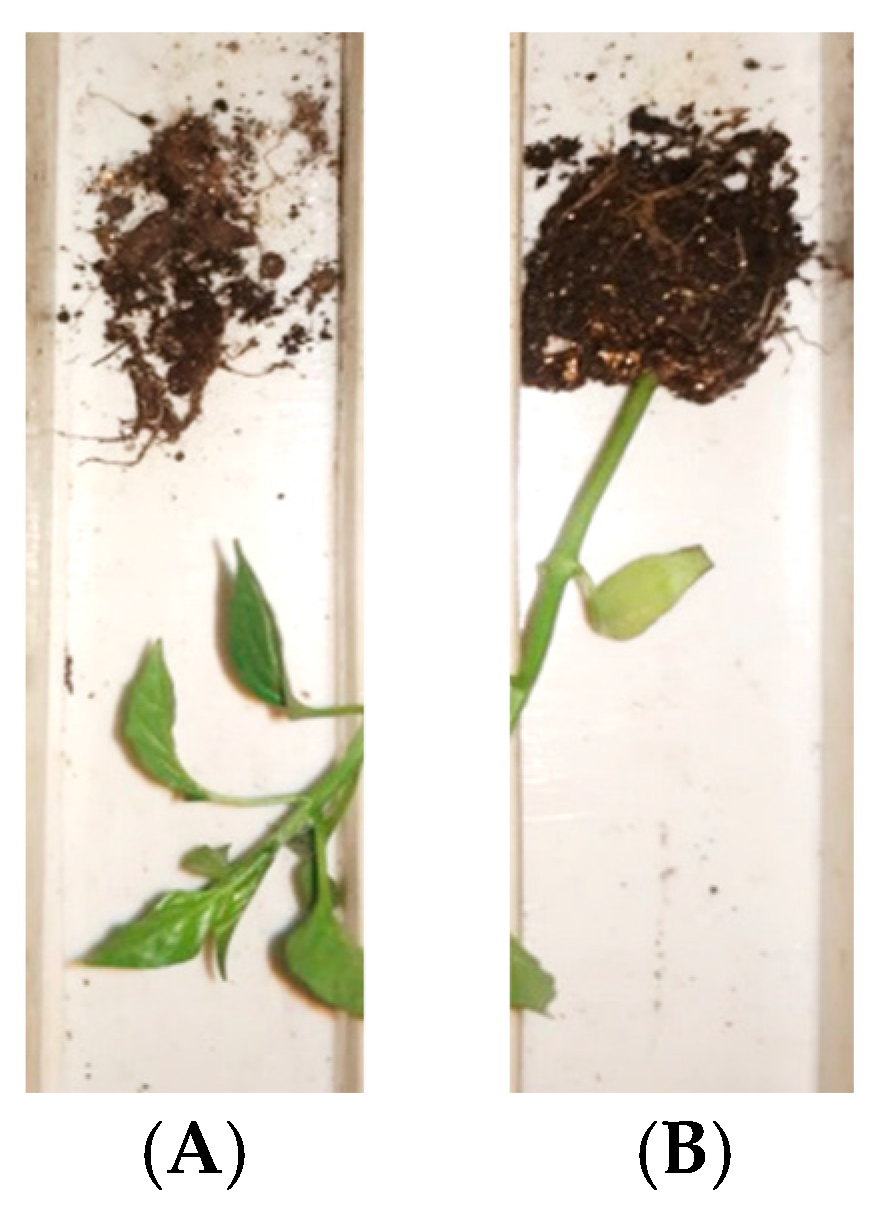 Agronomy 11 02031 g012