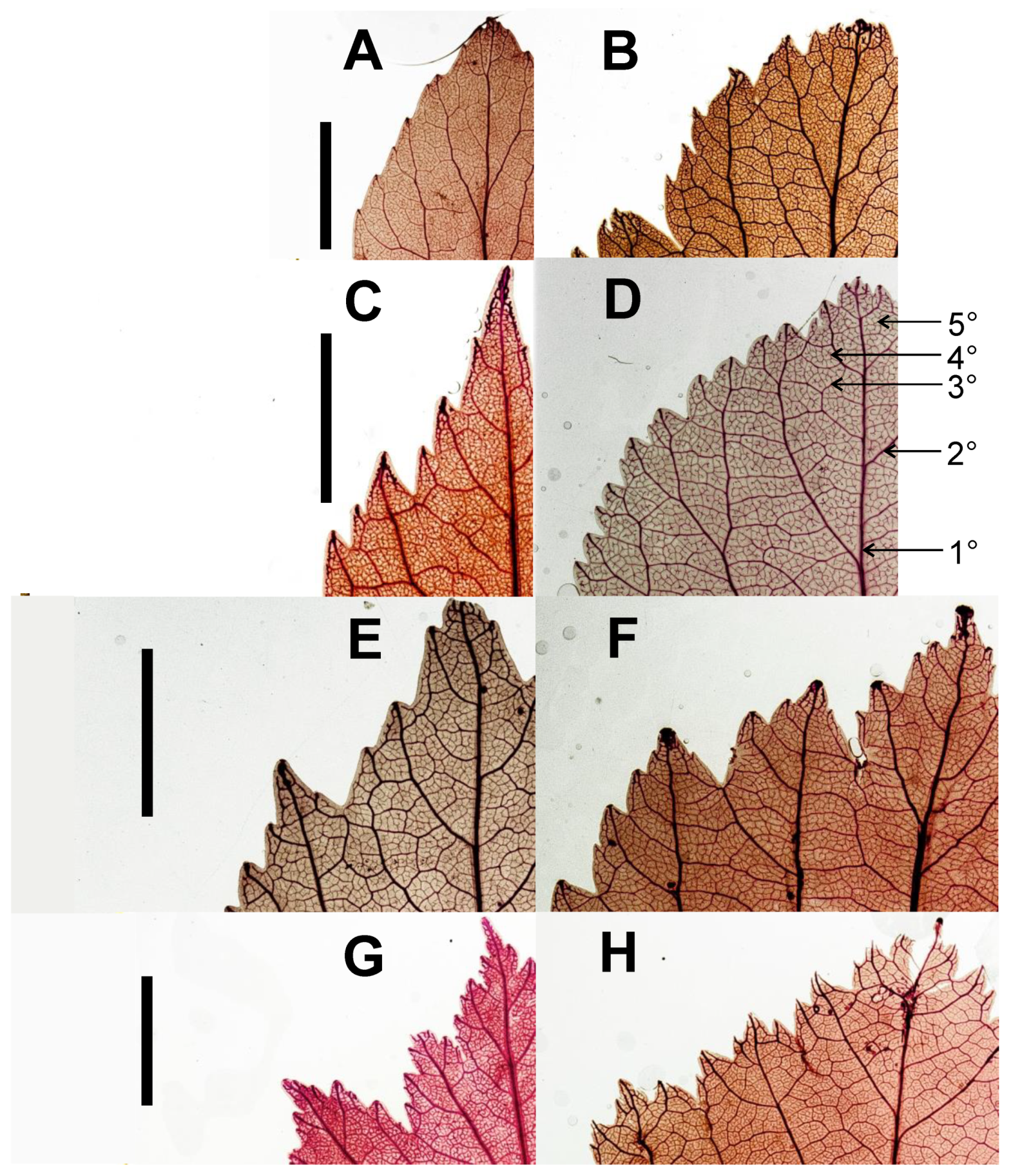 Agronomy 11 02133 g002