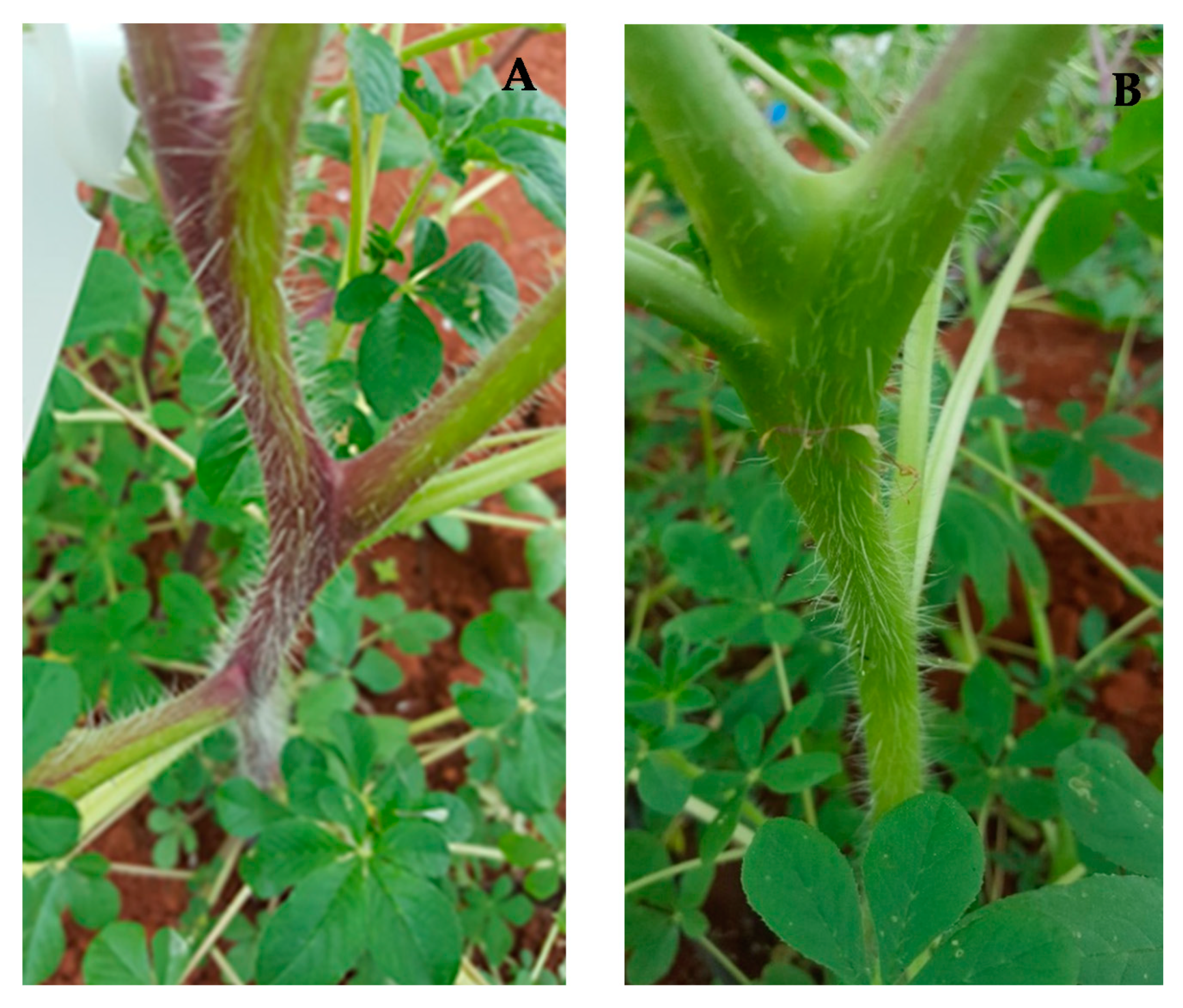 Agronomy 11 02206 g001