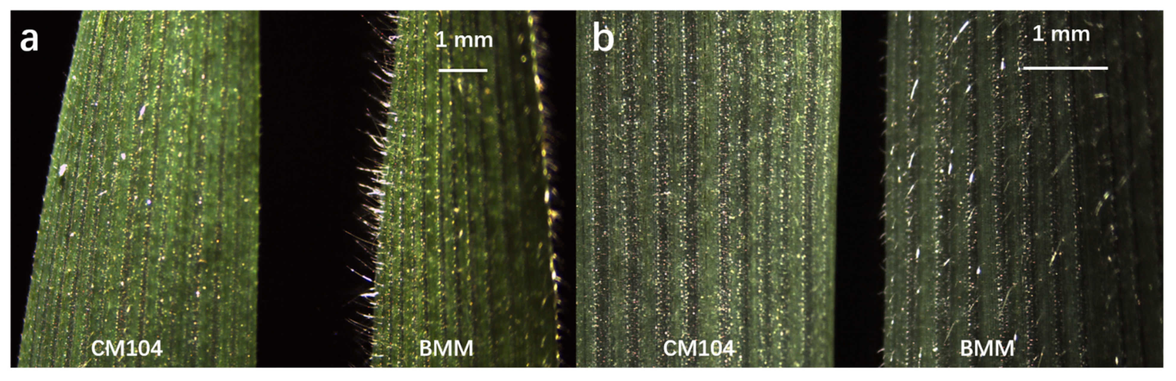Agronomy 11 02237 g001