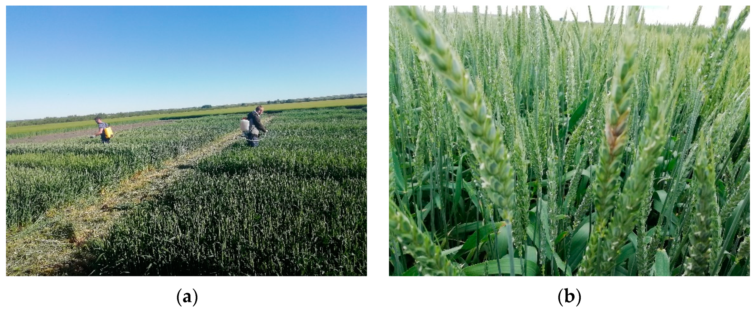 Agronomy 11 02239 g001