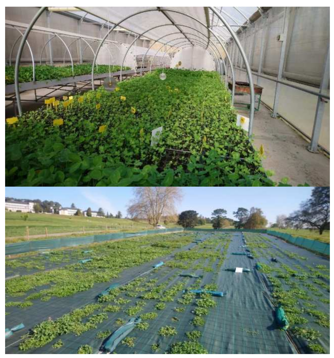 Agronomy 11 02275 g001