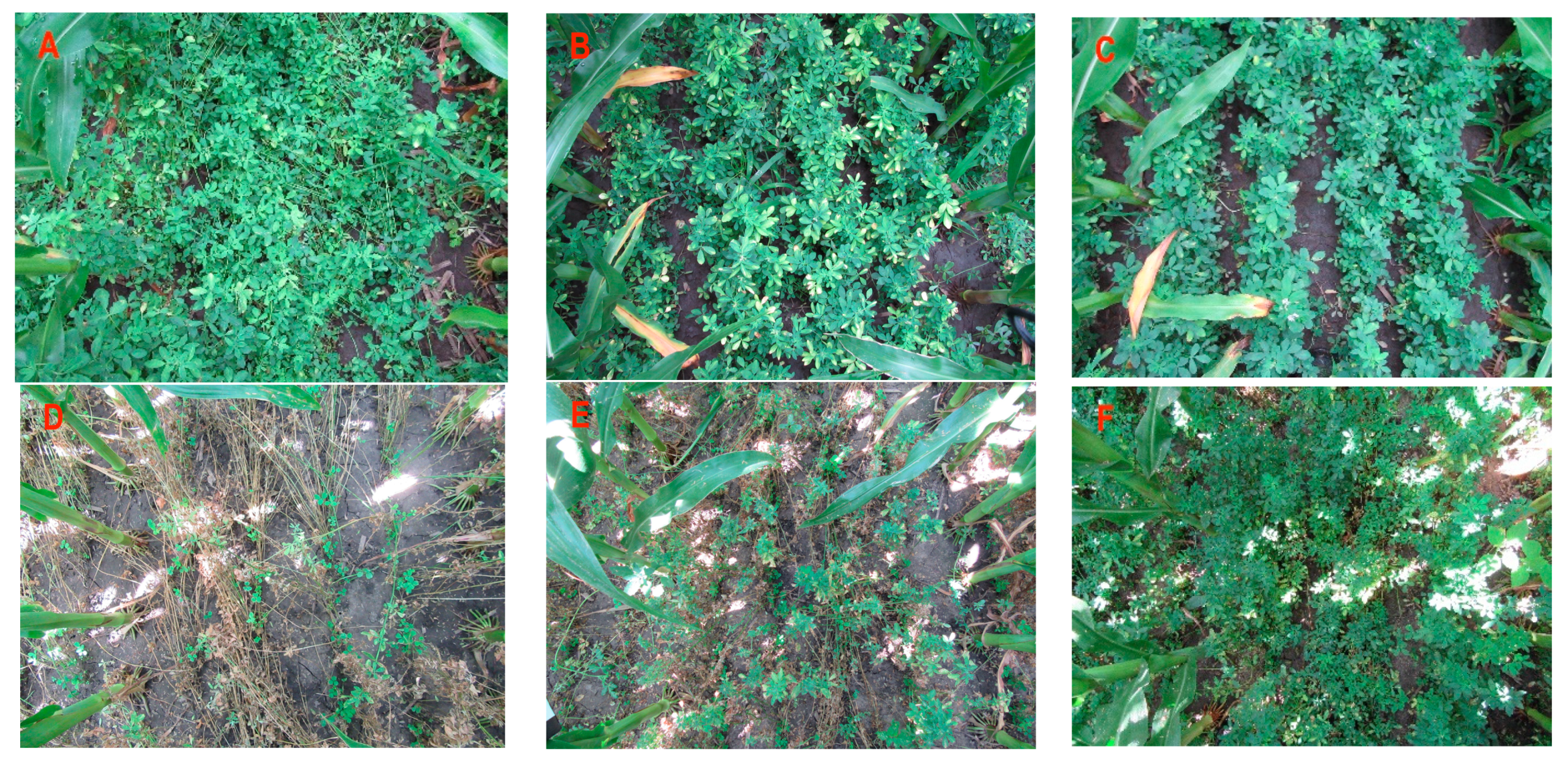 Agronomy 11 02343 g005