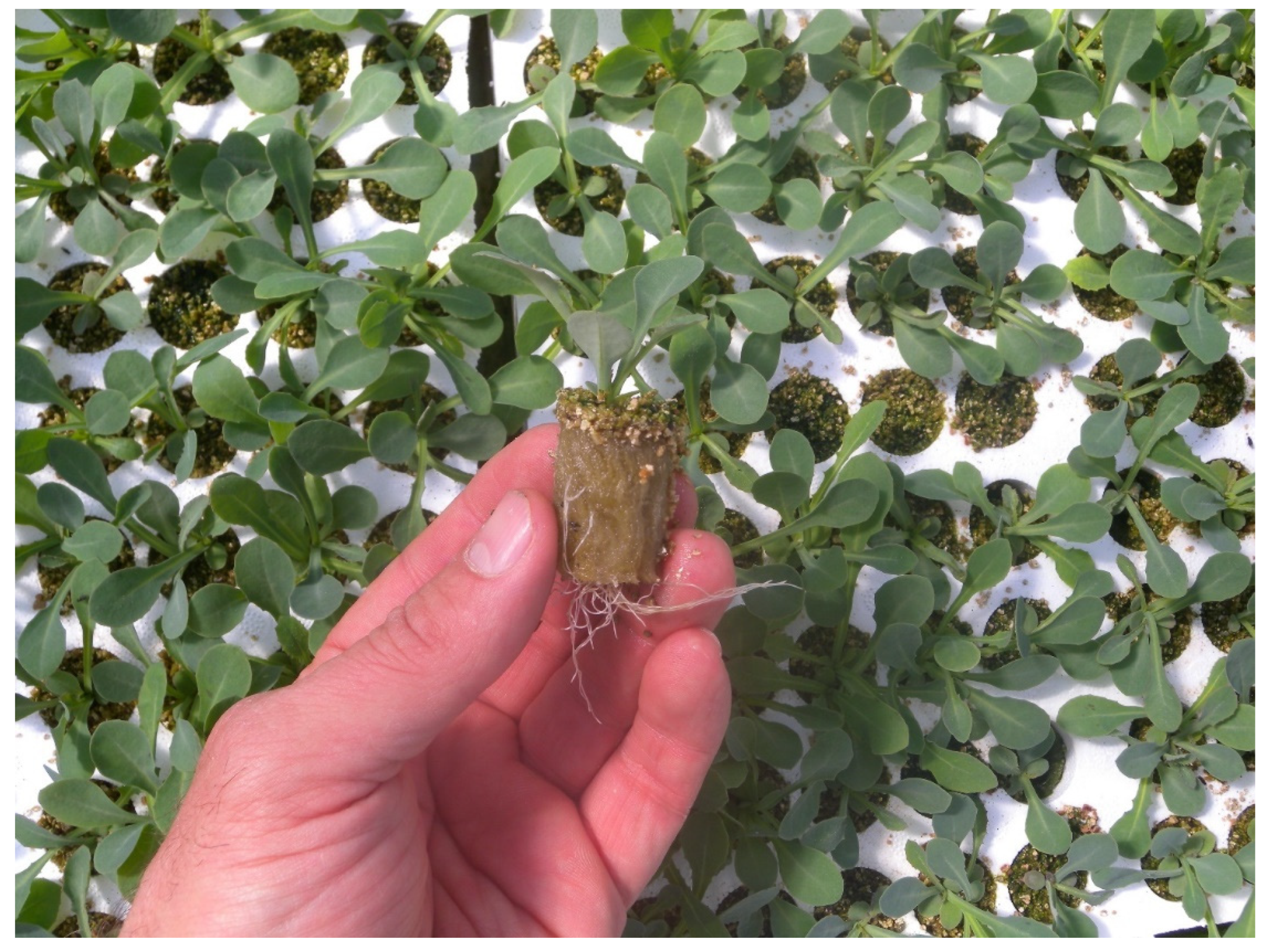 Agronomy 11 02352 g001