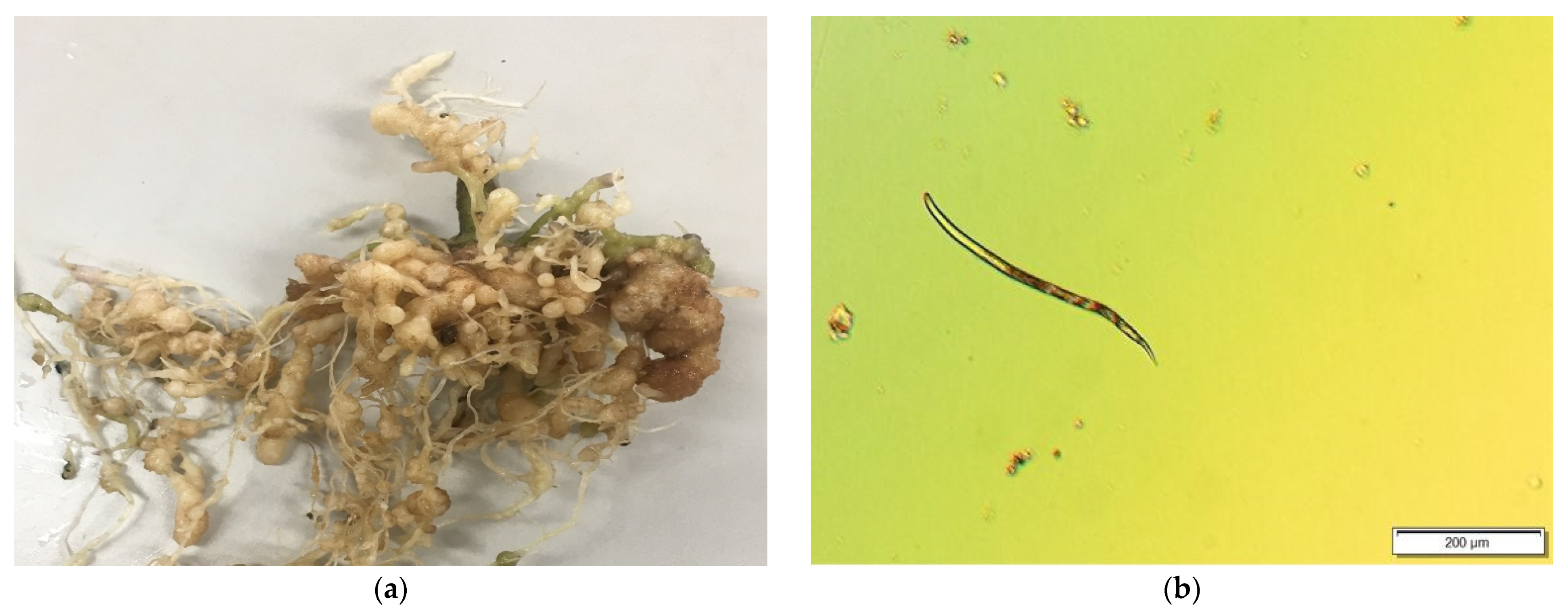 Agronomy 11 02372 g001