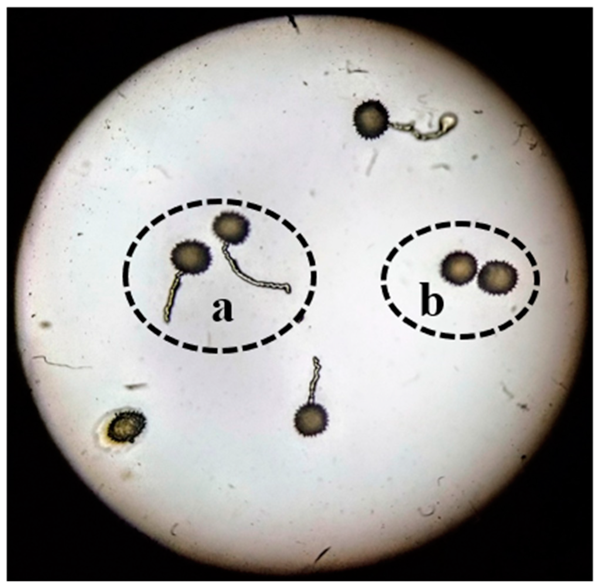 Agronomy 11 02375 g001