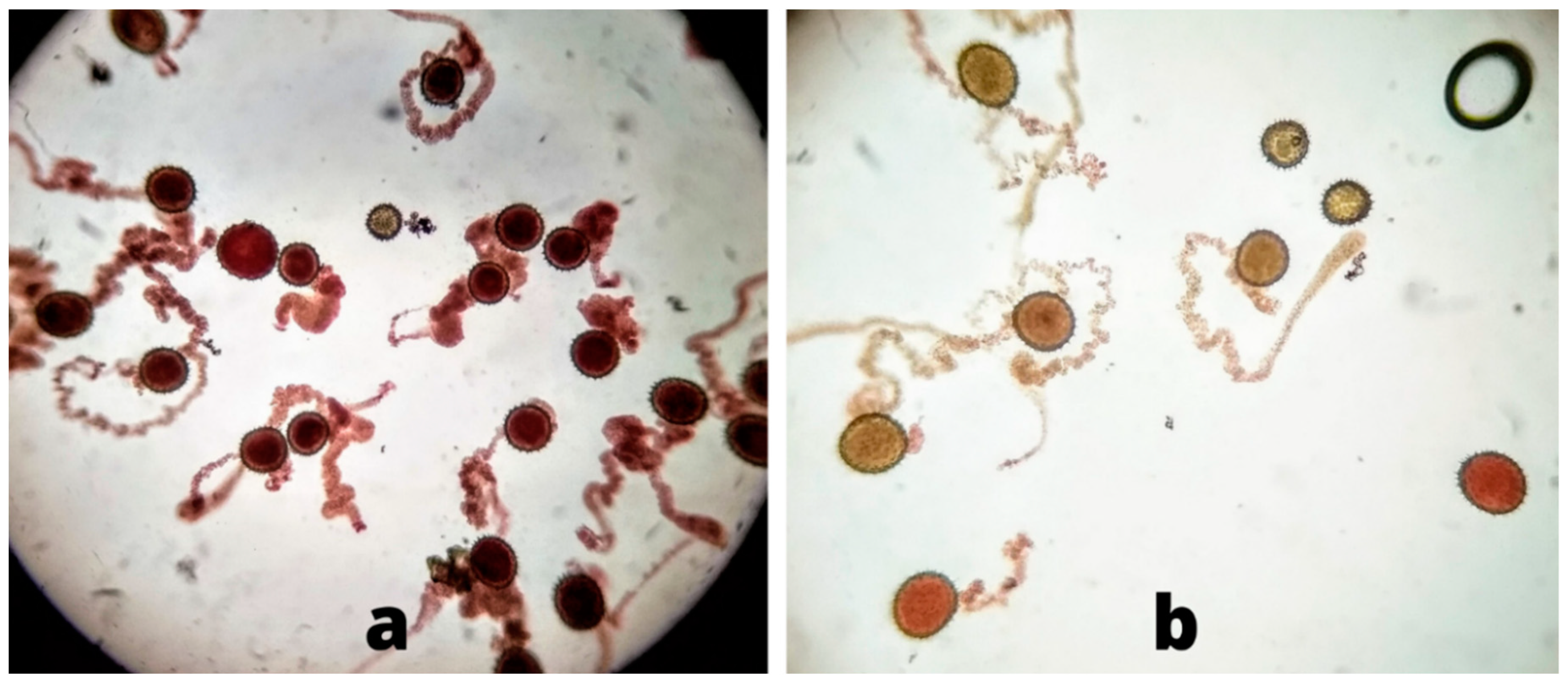 Agronomy 11 02375 g004