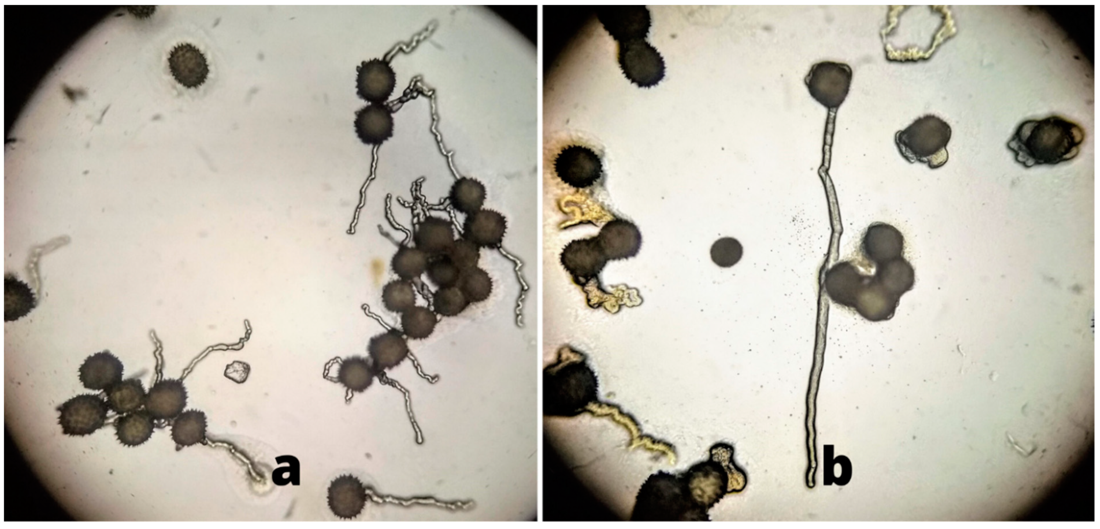 Agronomy 11 02375 g005