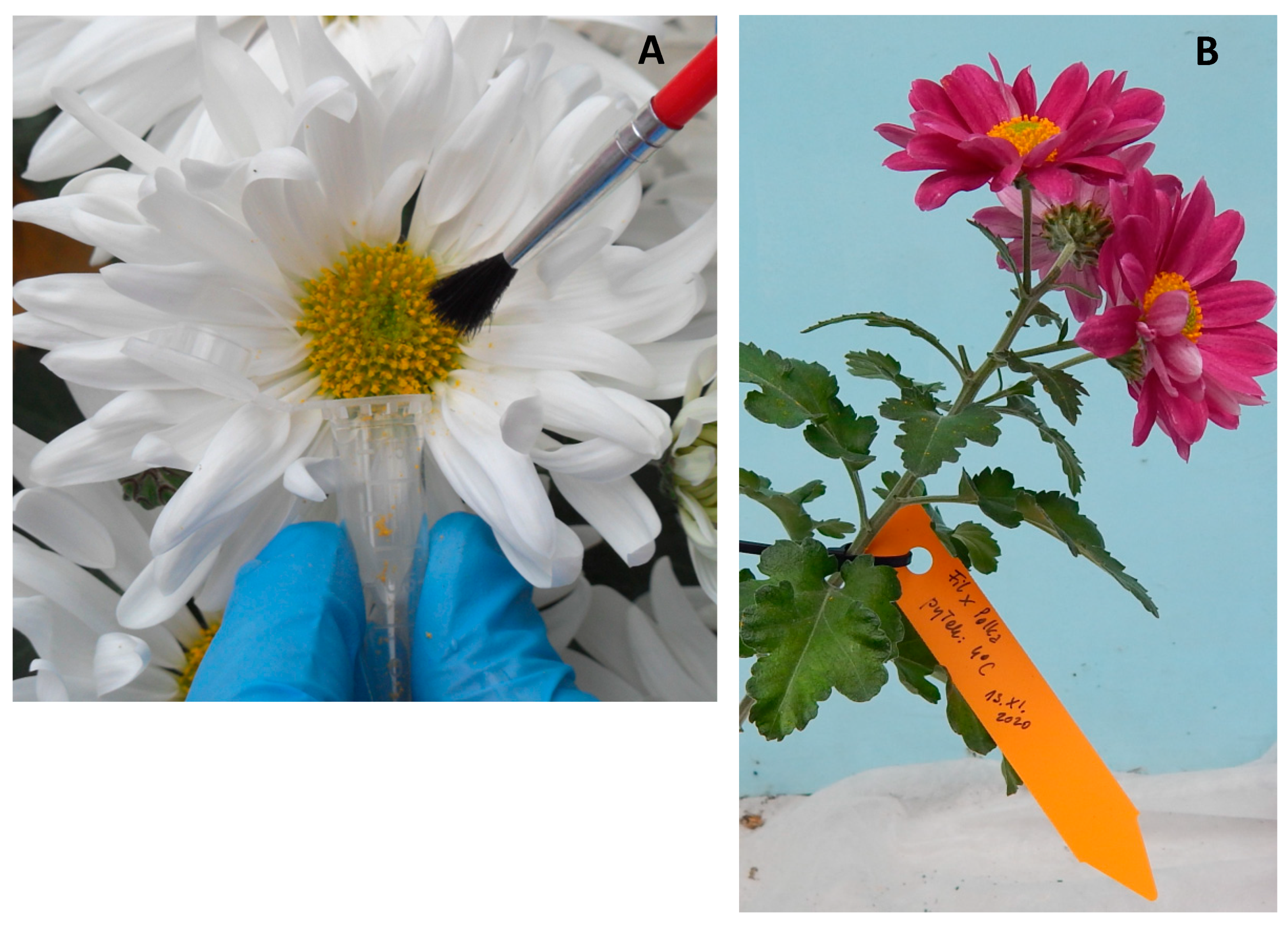 Agronomy 11 02395 g001 Agronomy 11 02395 g001