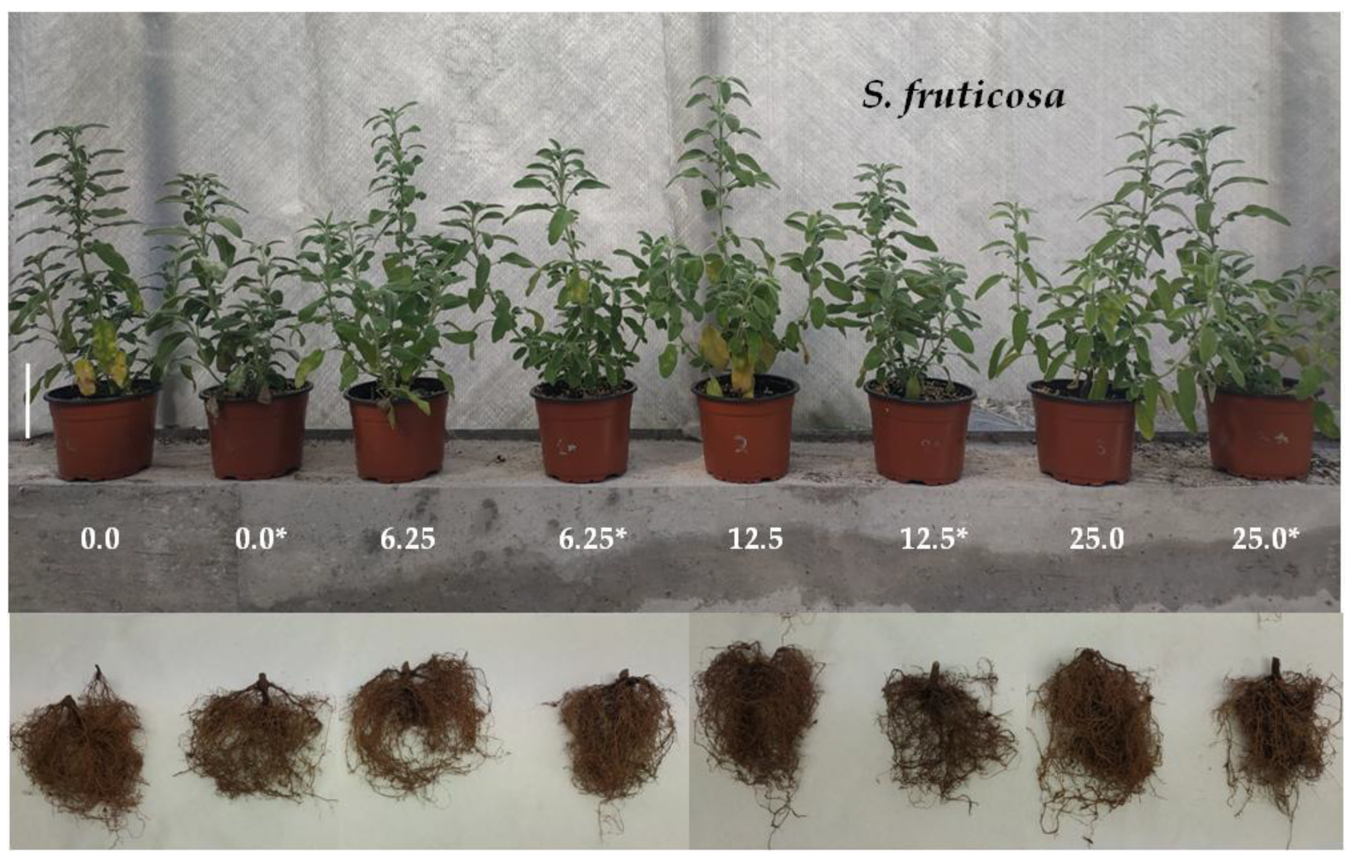 Agronomy 11 02401 g002