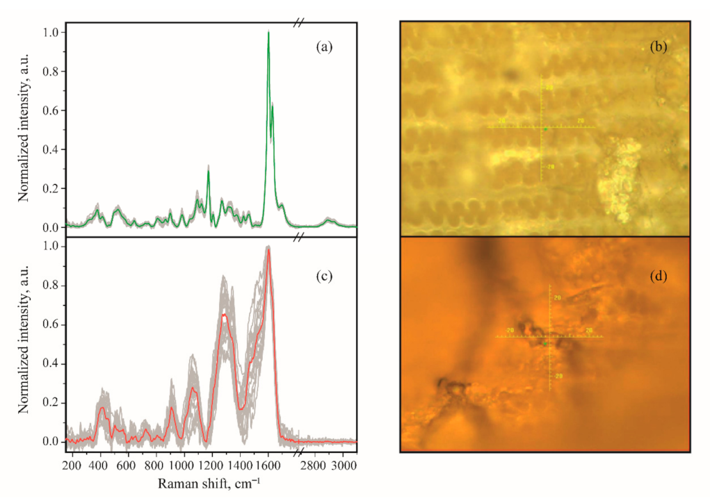 Agronomy 11 02402 g005