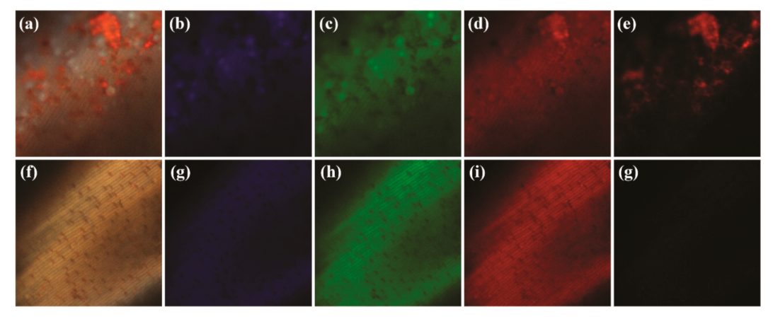 Agronomy 11 02402 g011