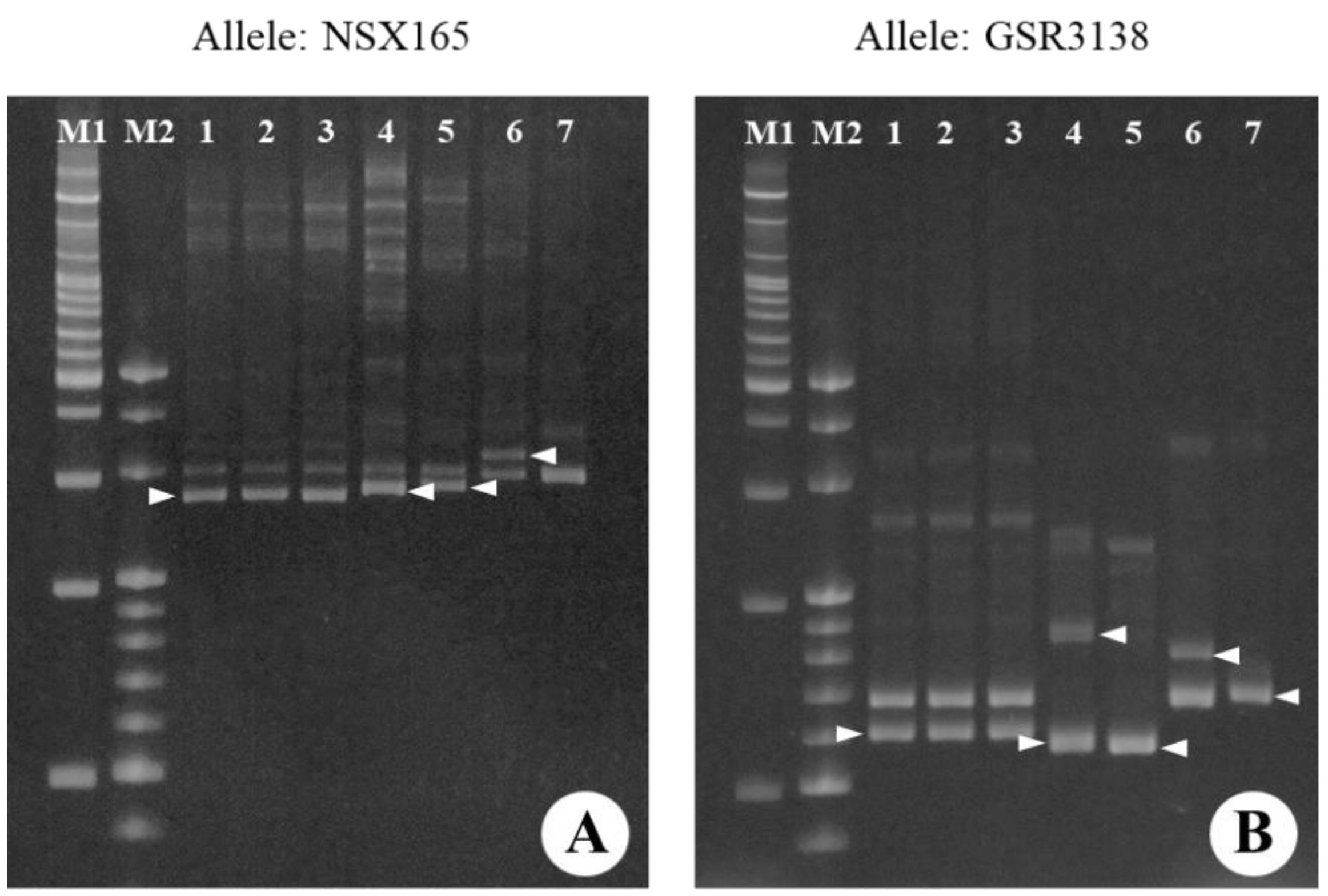 Agronomy 11 02441 g002