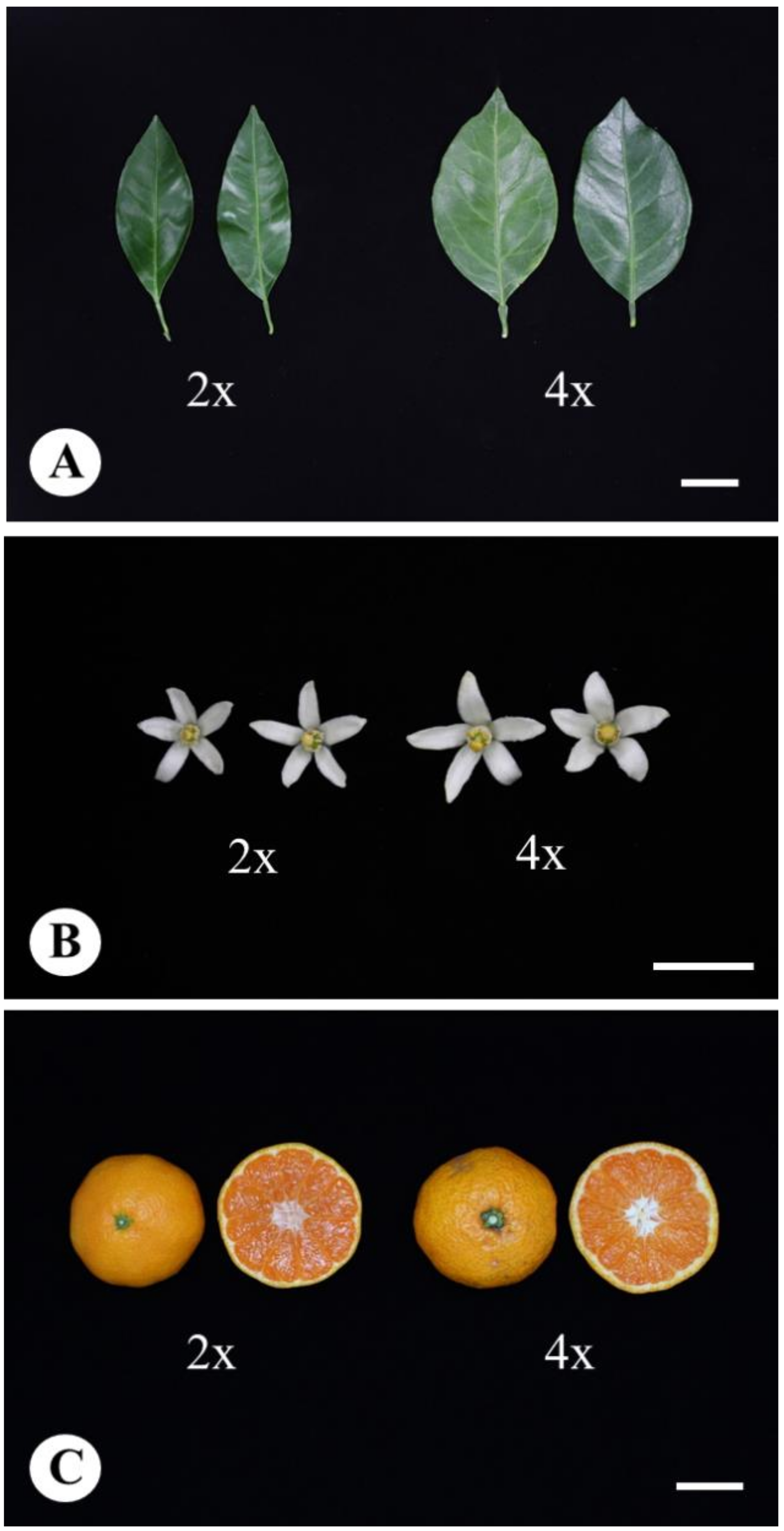 Agronomy 11 02441 g003