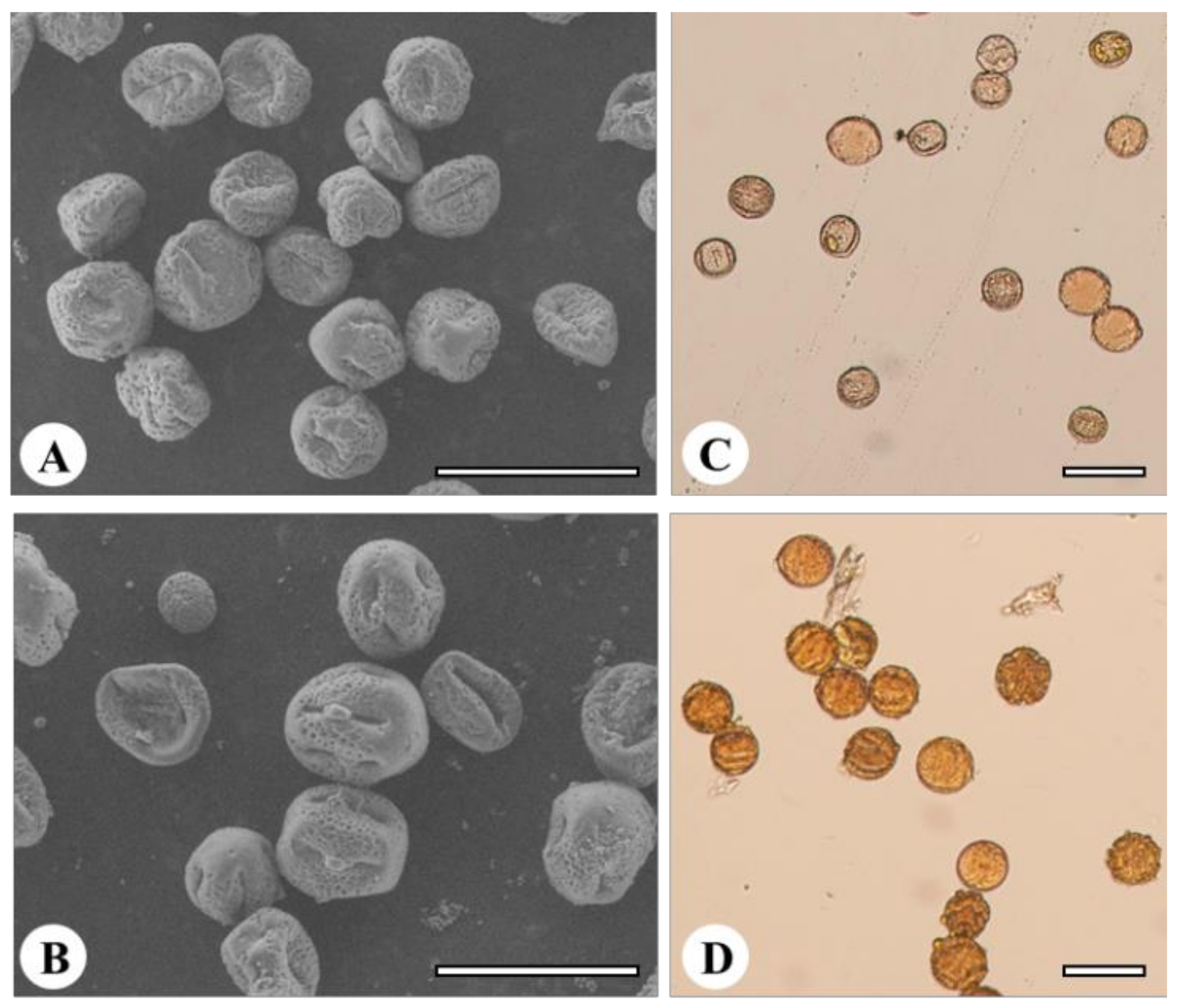 Agronomy 11 02441 g004