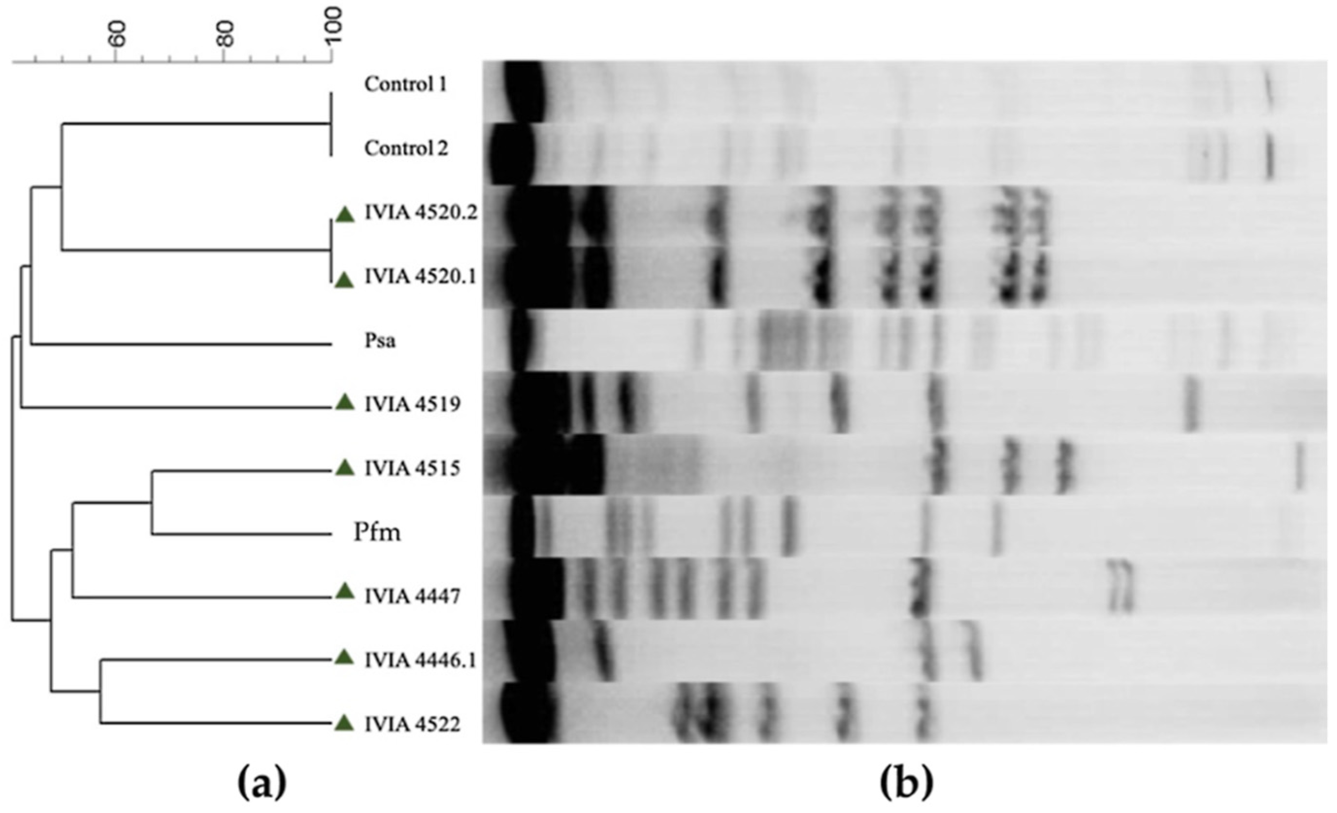 Agronomy 11 02464 g002