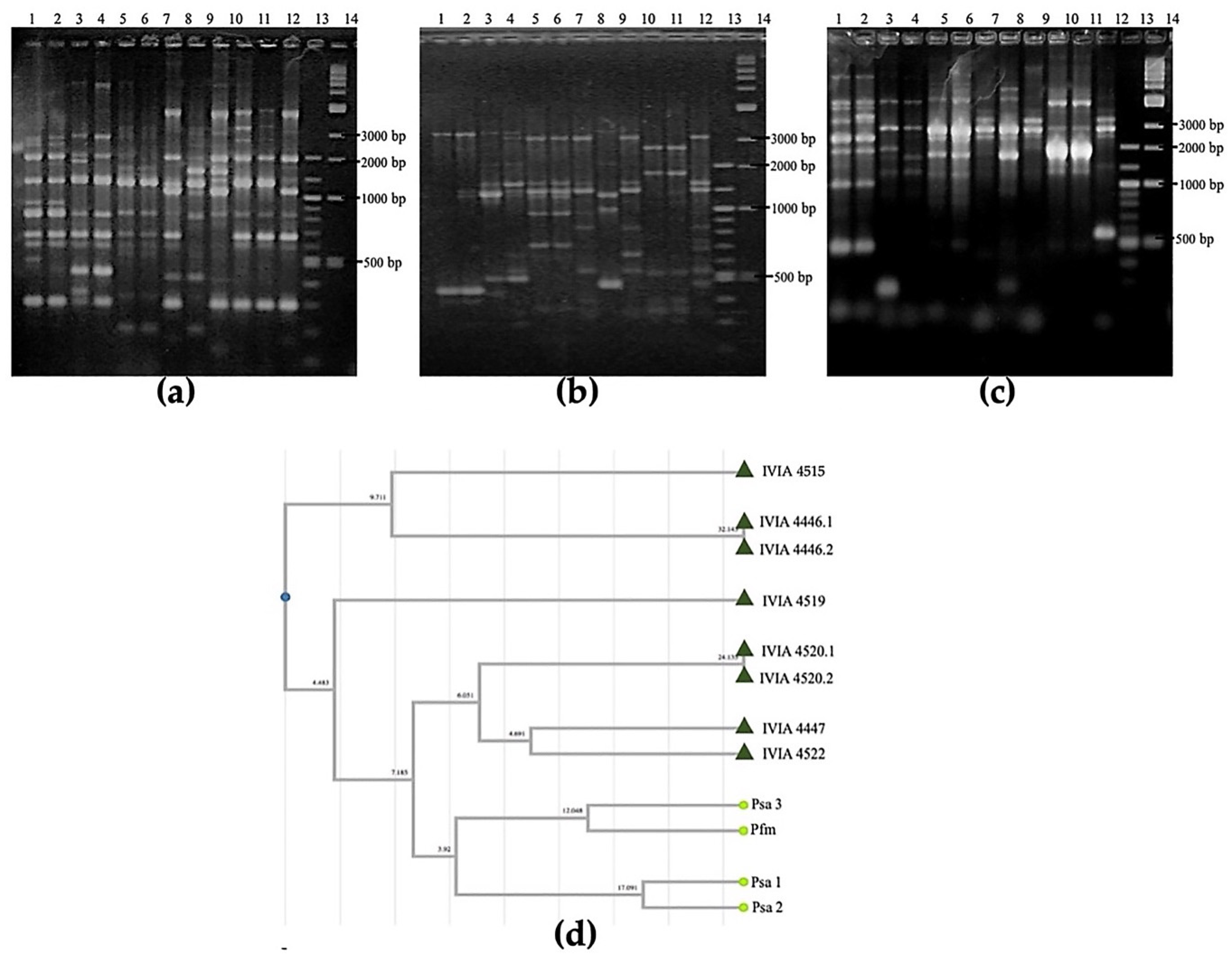 Agronomy 11 02464 g005