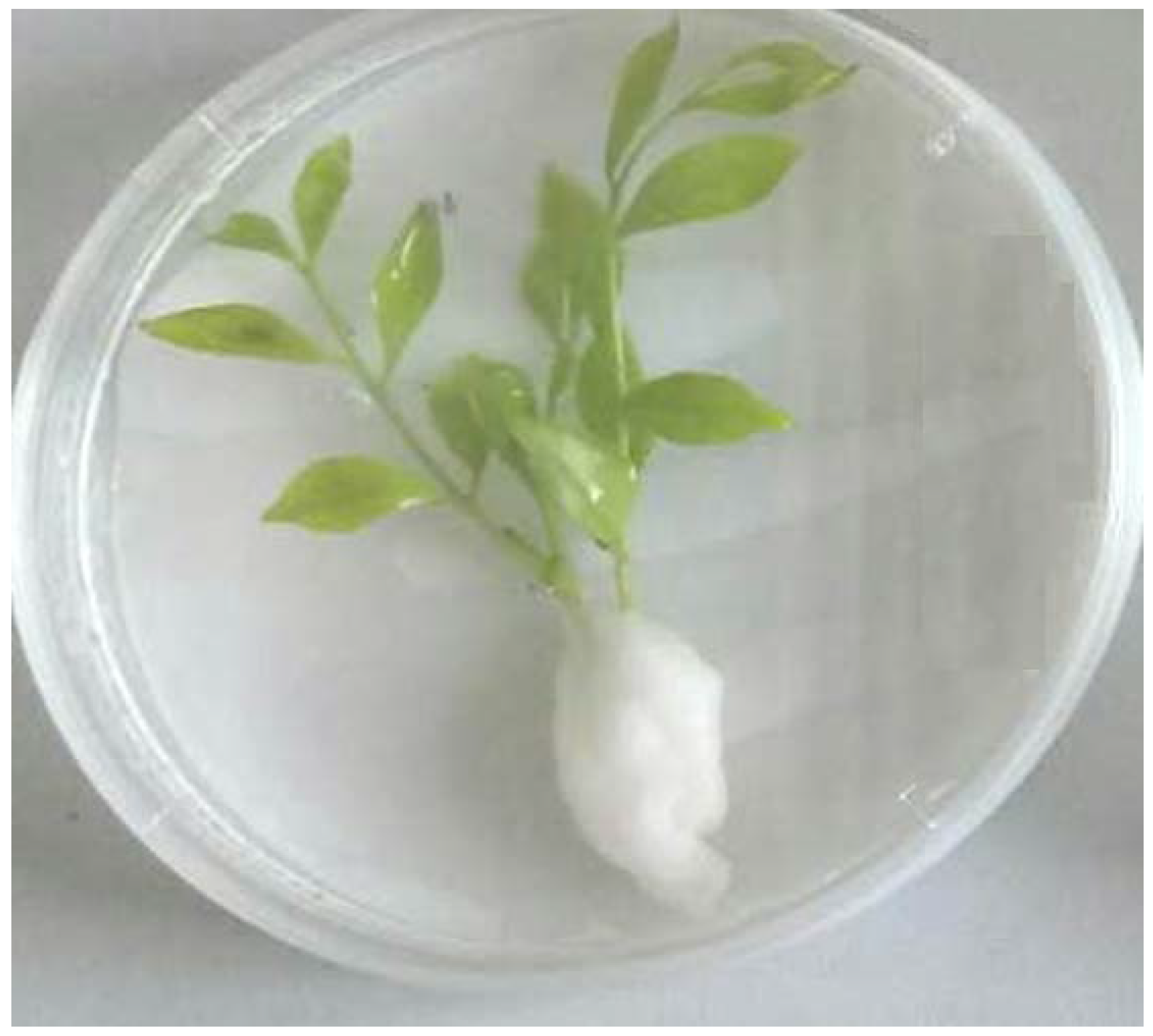 Agronomy 11 02476 g001