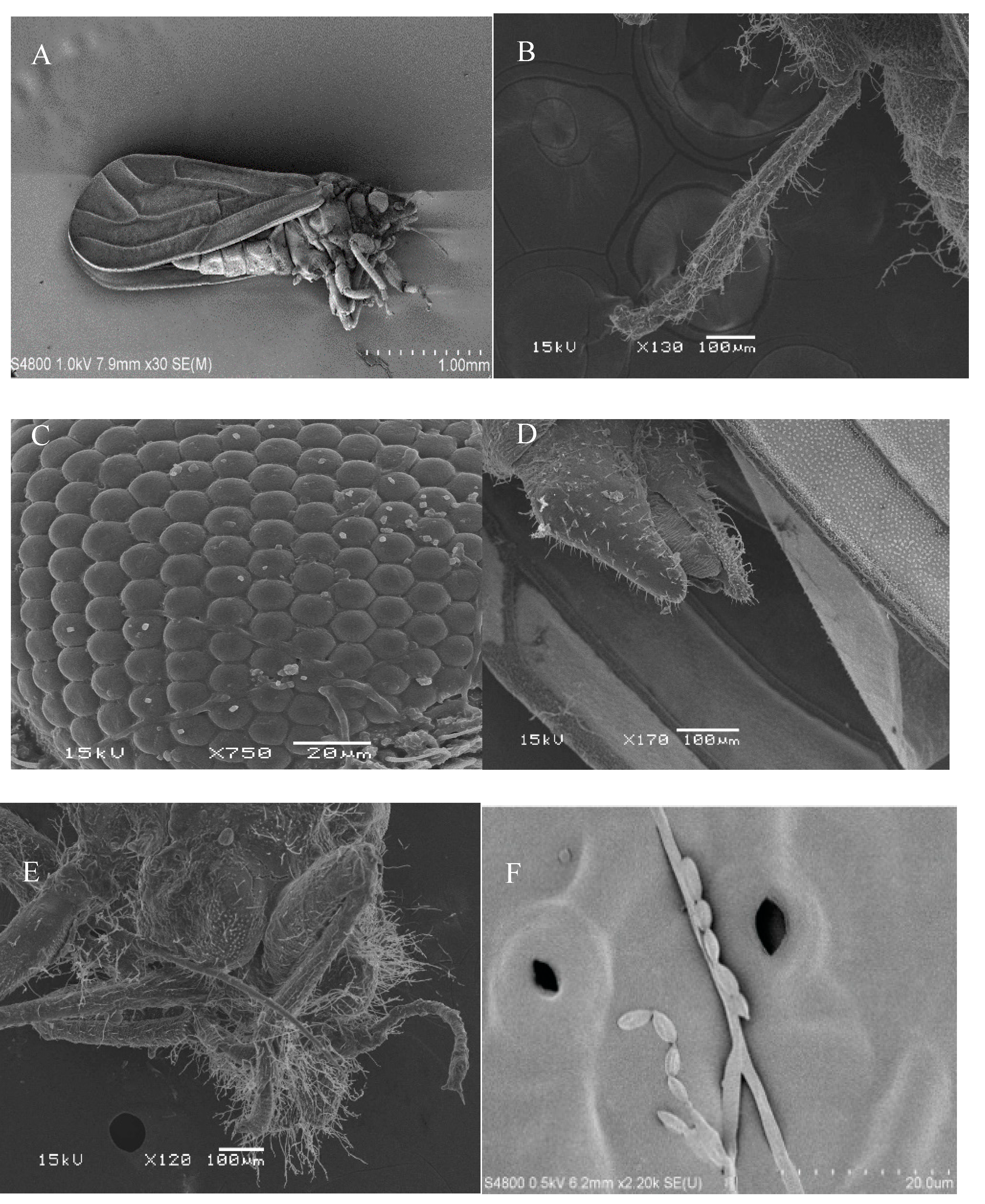 Agronomy 11 02476 g003